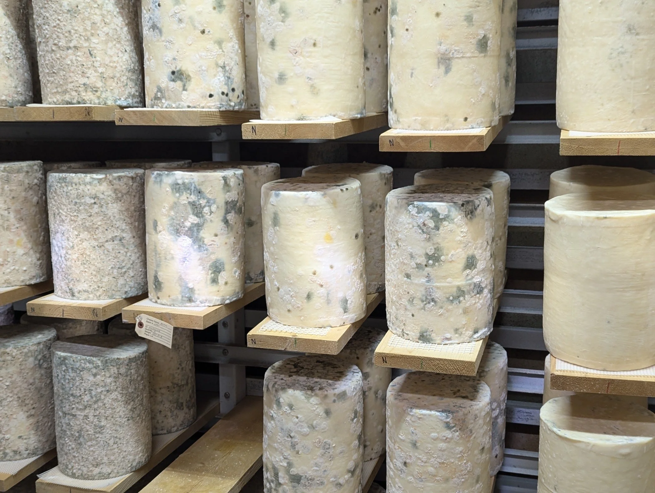 Murray’s Cave cheese wheels at various stages of maturation