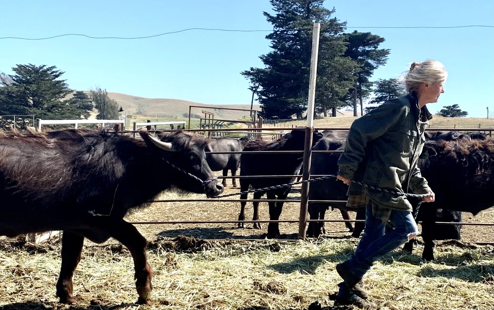 Audrey Hitchcock with water buffaloes