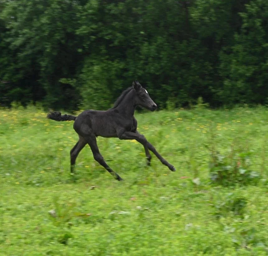 PHOTO-2022-06-13-14-53-18 3.jpg