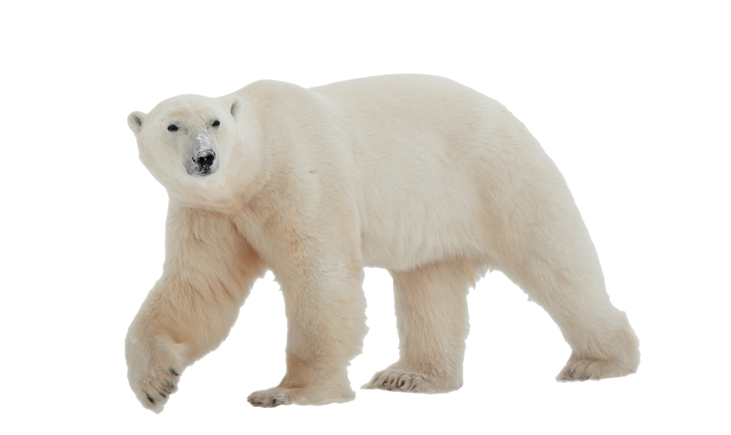 polar bear.png