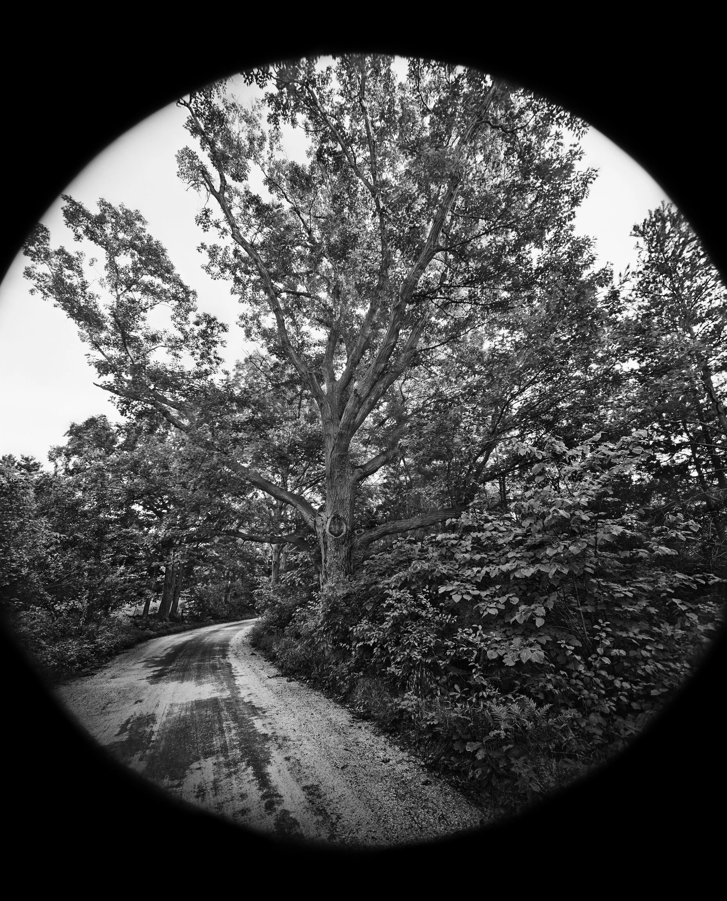 LB - Looking Back (Mid Res).jpg
