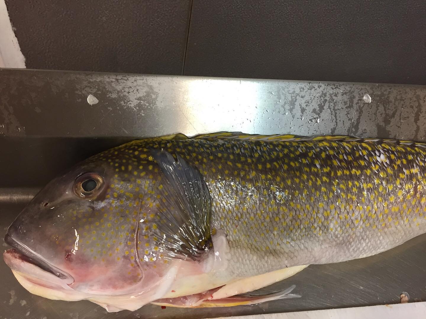 Gold tilefish in today @seaproductsnc.com