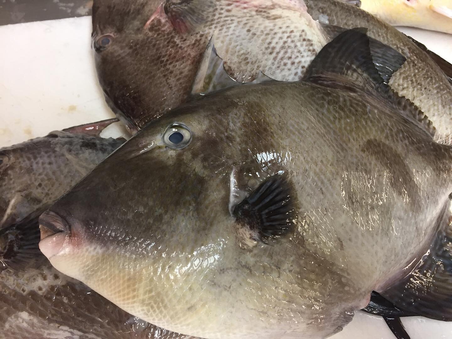 Nc triggerfish in today @ seaproductsnc.com