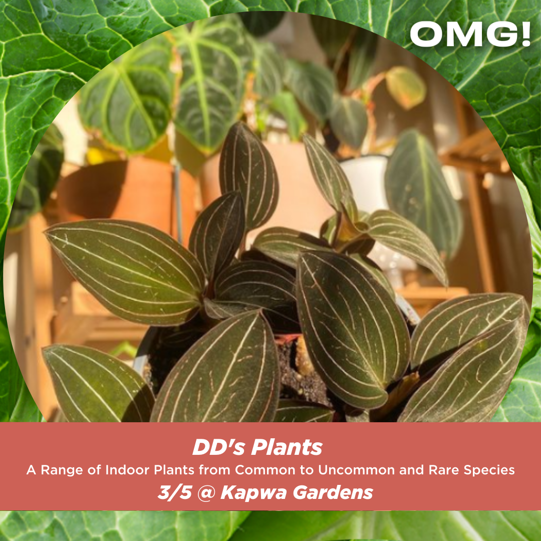 DD’s Plants