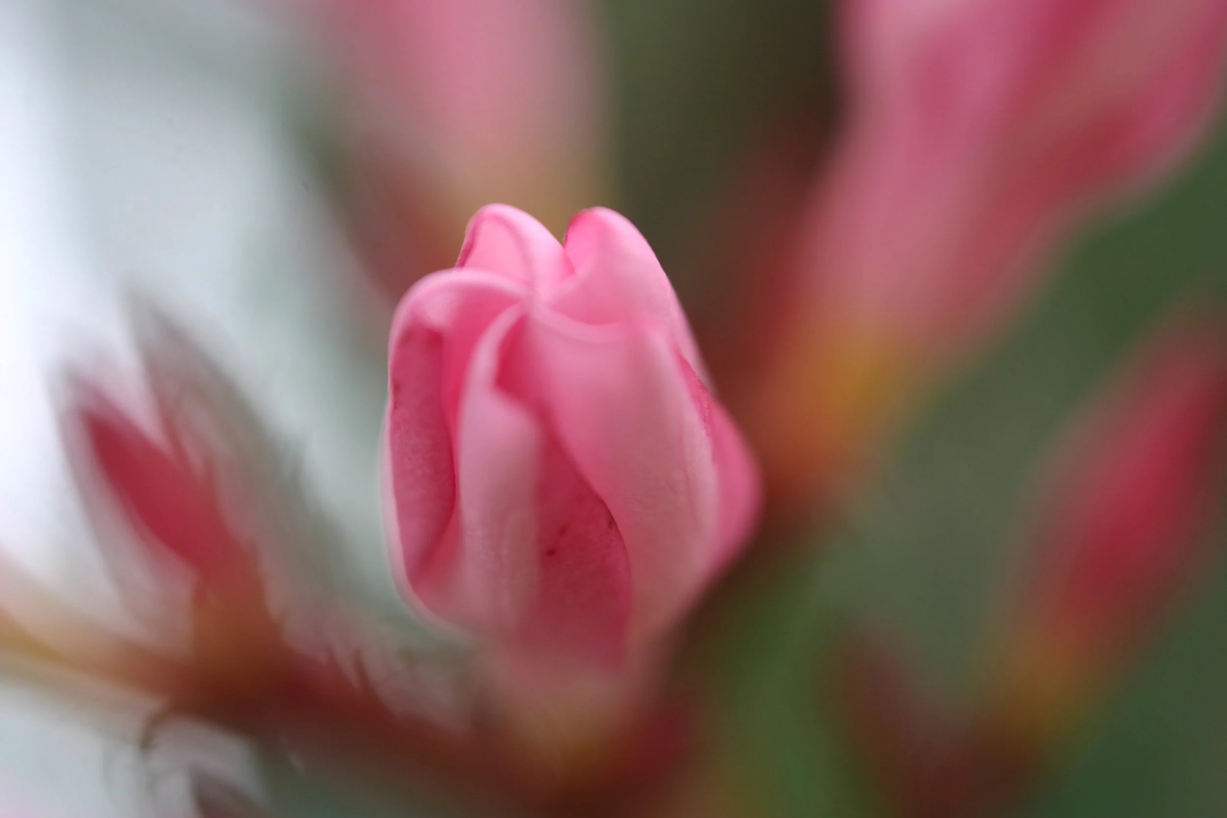 Prisluhnimo modrosti telesa