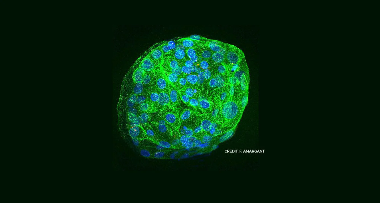 ESR Projects Banner.jpg