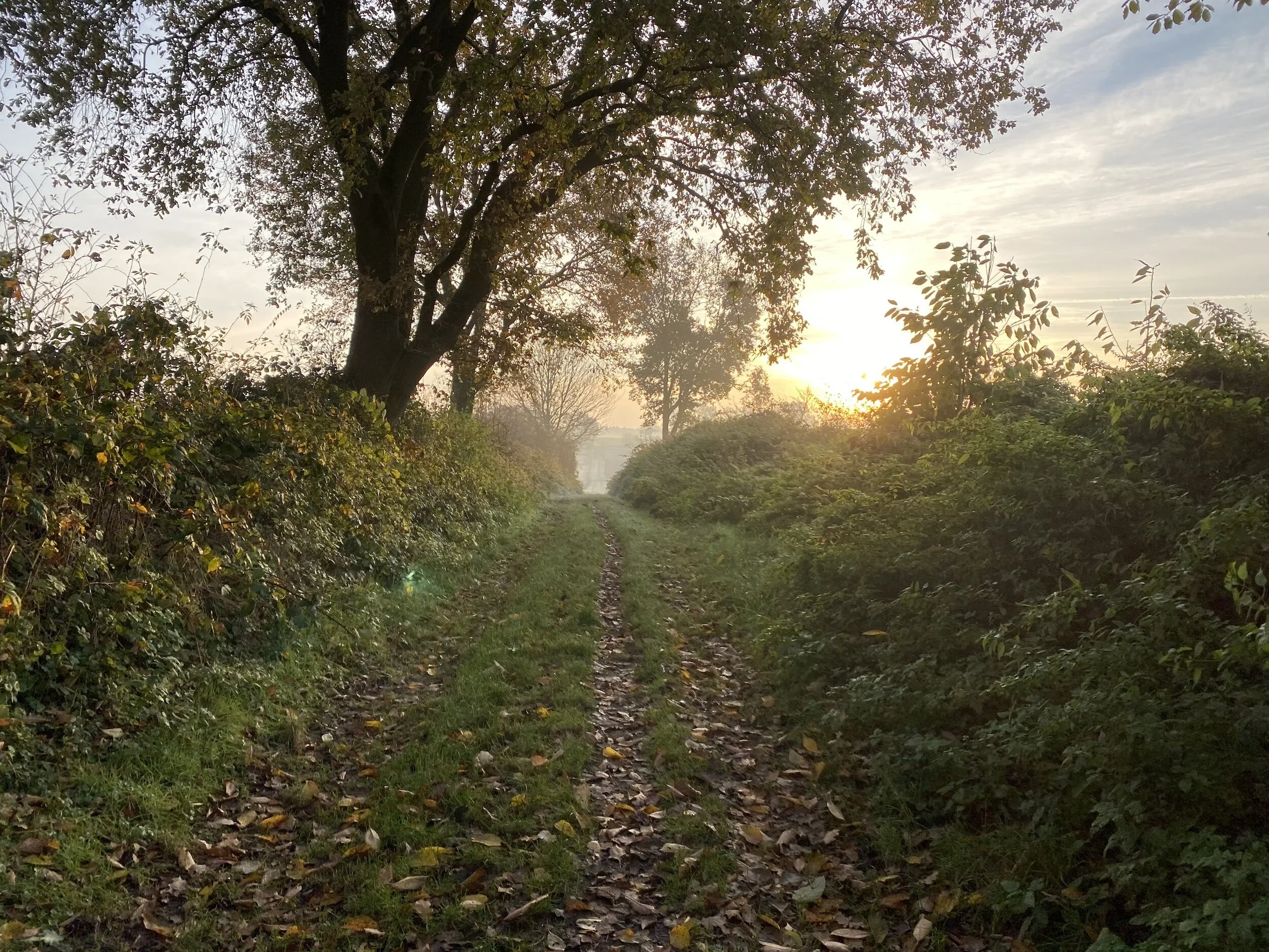 A dirt path covered with fallen leaves, flanked by green bushes and tall trees, with the sun setting in the distance casting a warm glow over the scene.