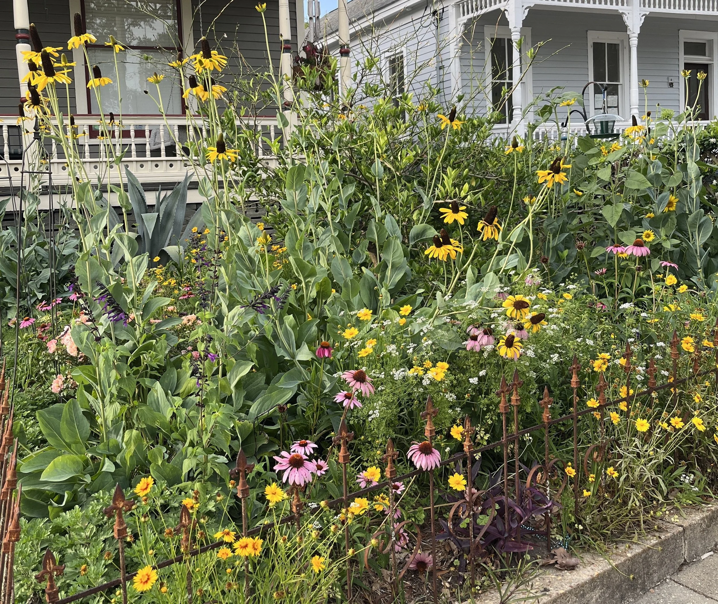 7a-Katharine's pollinator garden 2.JPG