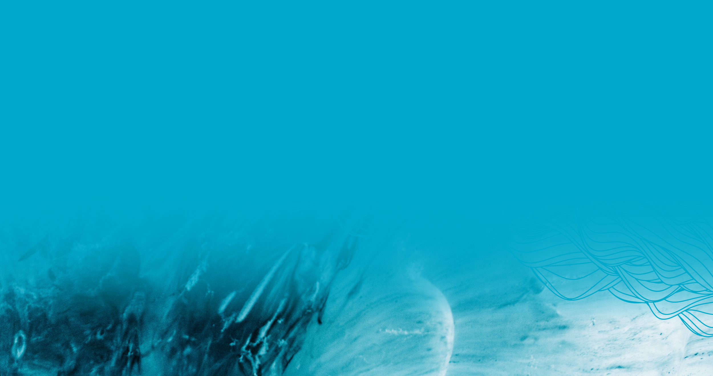 Rok-Banner 3.png