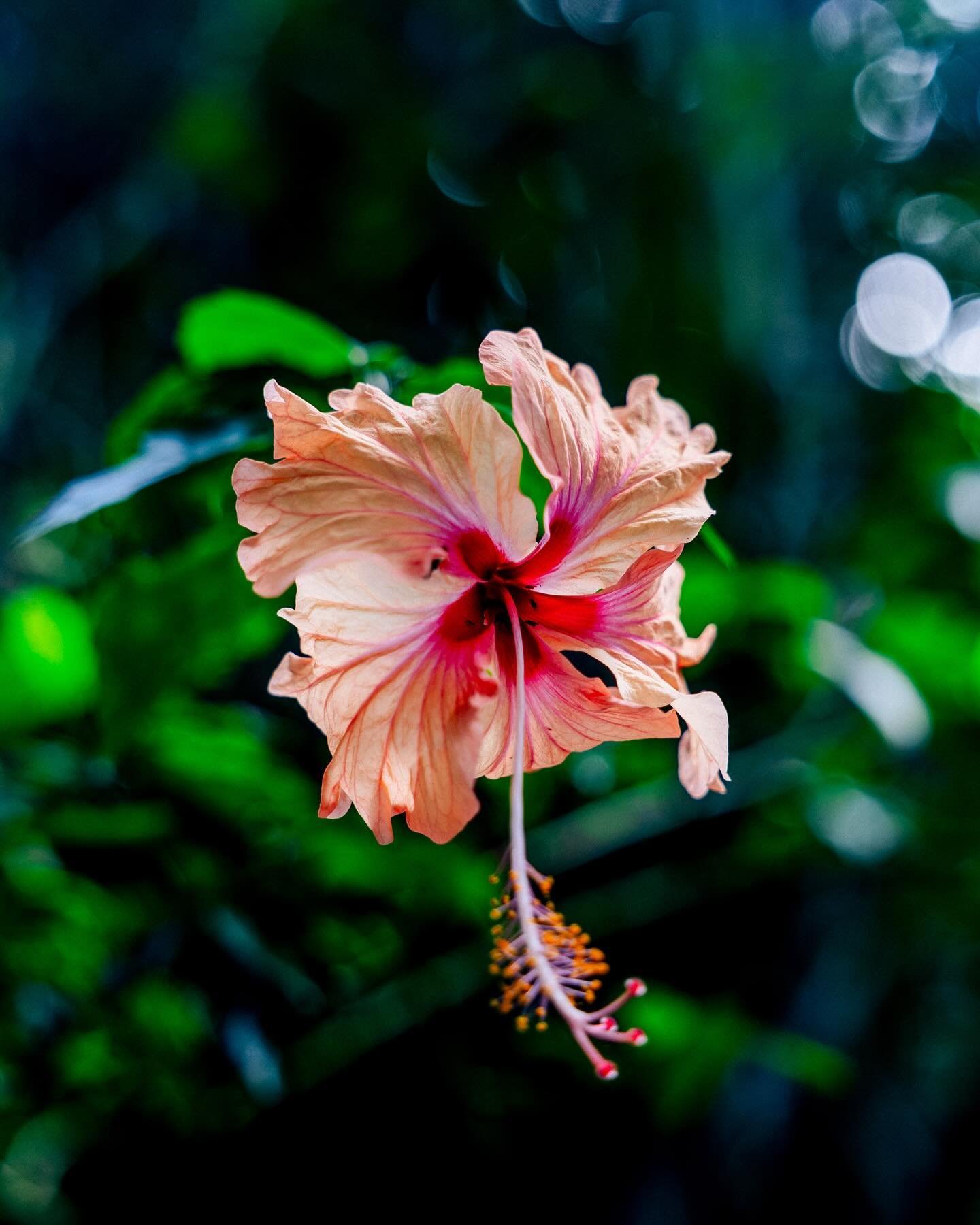 The queen of details 👑 
Forever celebrating the Mother of us all 🌎 
Happy Earth Day ✨

📸 A few magick moments of Mother Nature showing off in Costa Rica 😍
#happyearthday #earthday2024