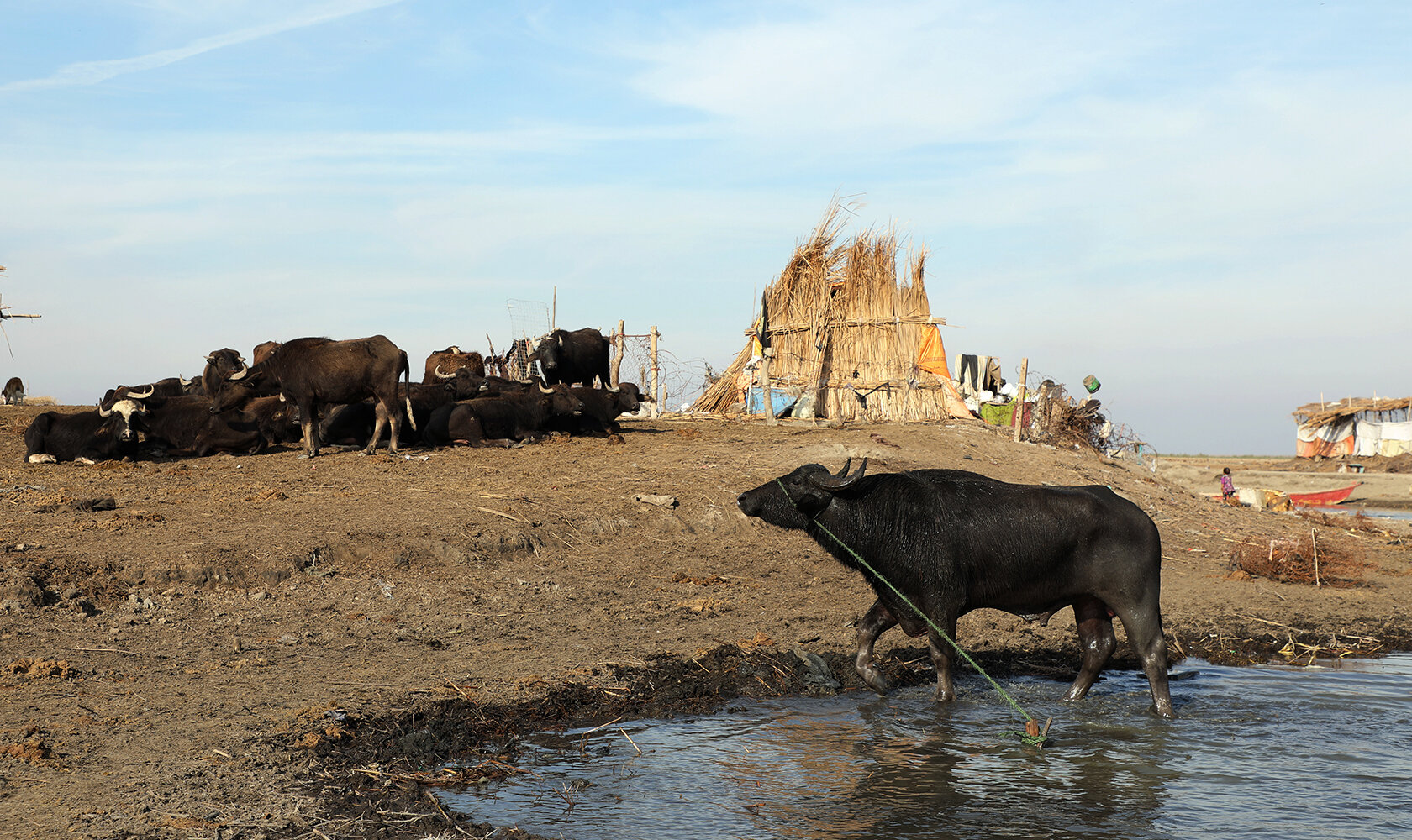 Rivers of Discord: Iraq's Water Crisis | Basra, Mesopotamian Marshes, Iraq | Anastasia Trofimova