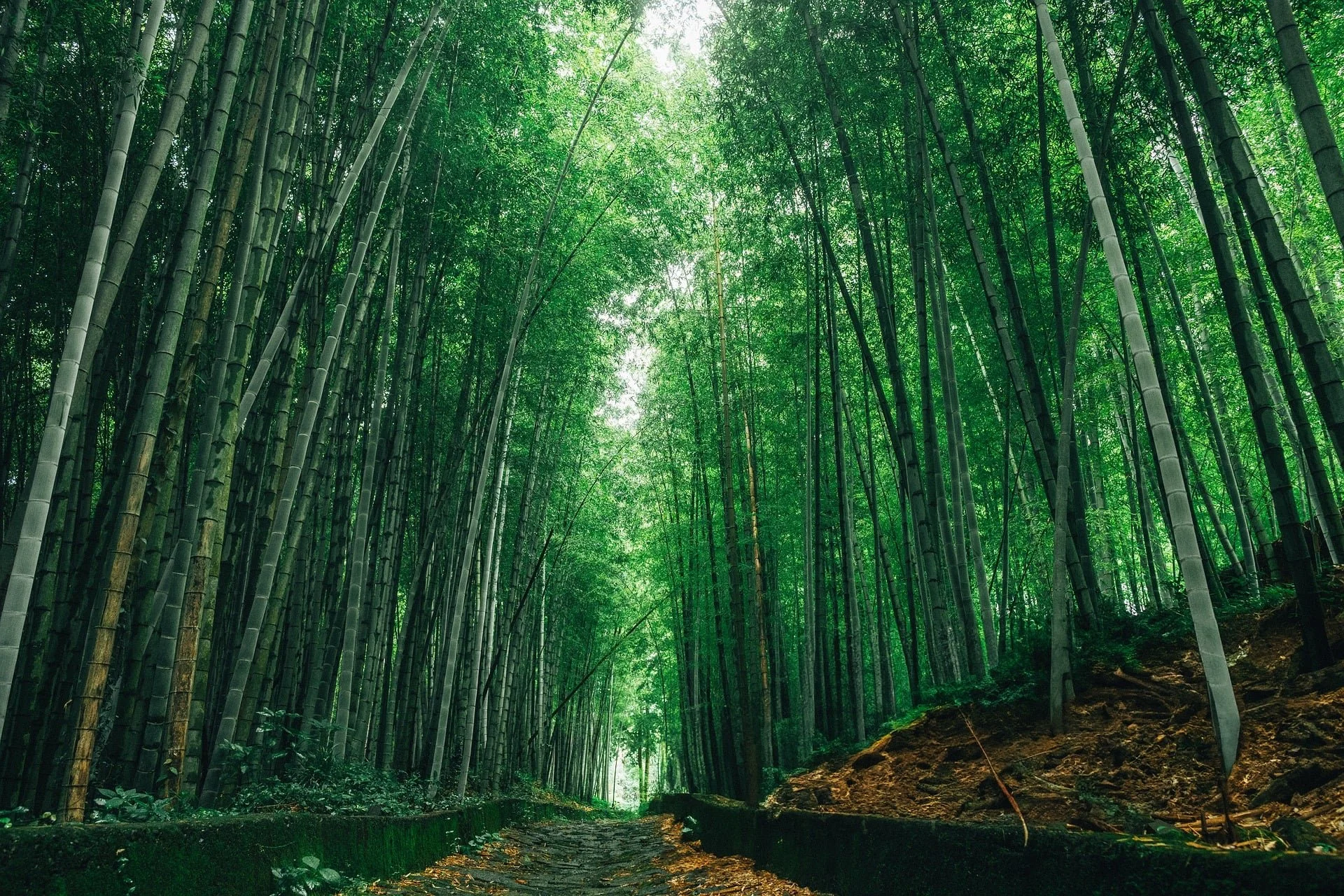 Arashiyama-Bamboo-Grove.jpg