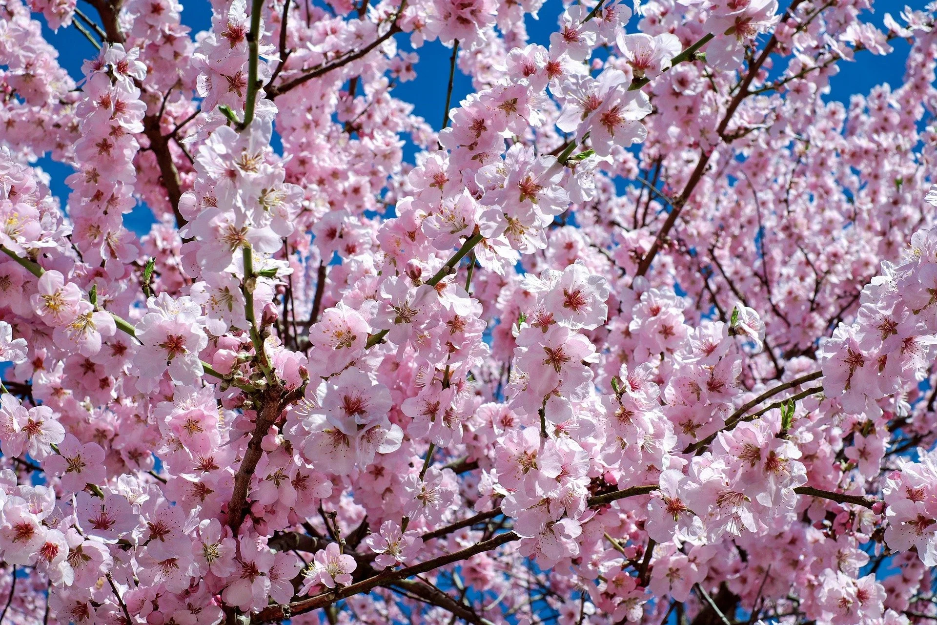 japanese-cherry-blossom-2168858_1920.jpg
