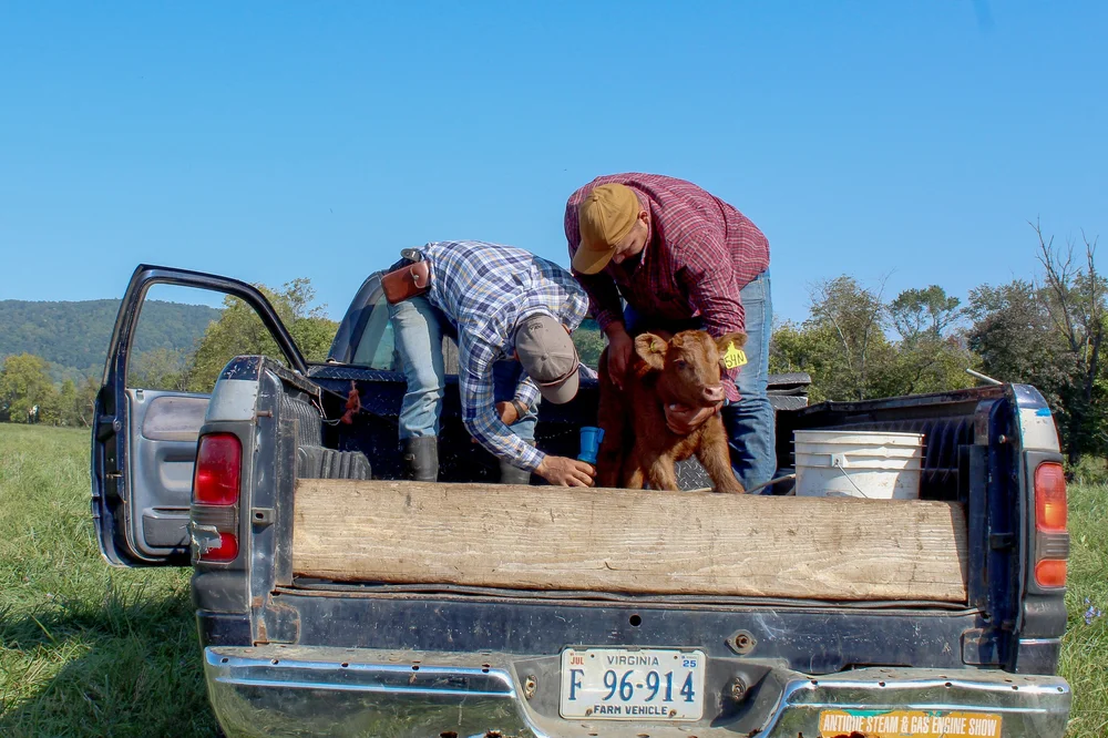Next, the calf's umbilical chord is dipped in iodine.
