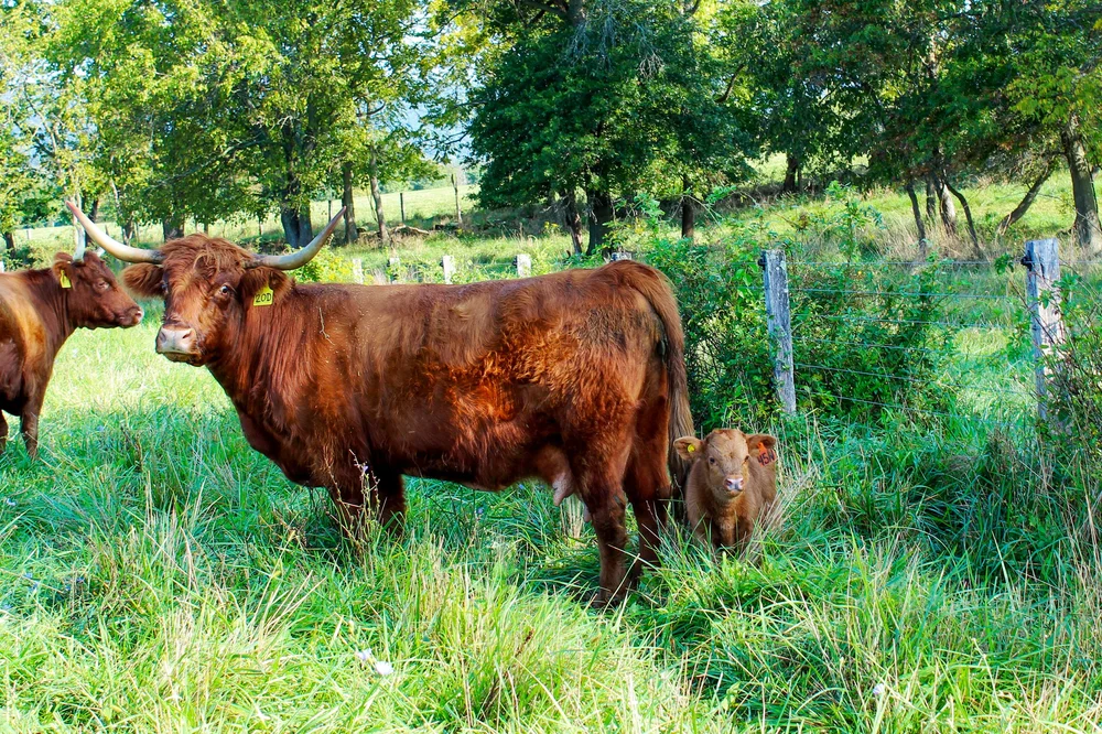  A young Scottish Highland calf is protected by its mother. 