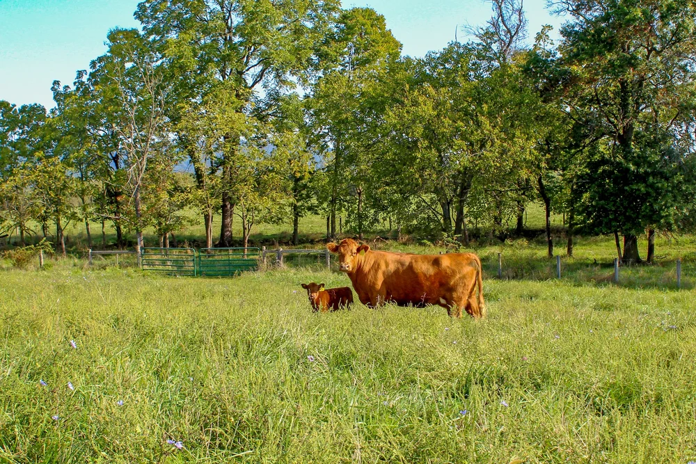  A Highland calf and its mother explore one of Ayrshire Farm's pastures. 