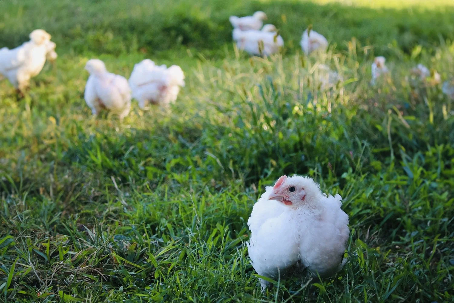 Better chicken begins with a better life
