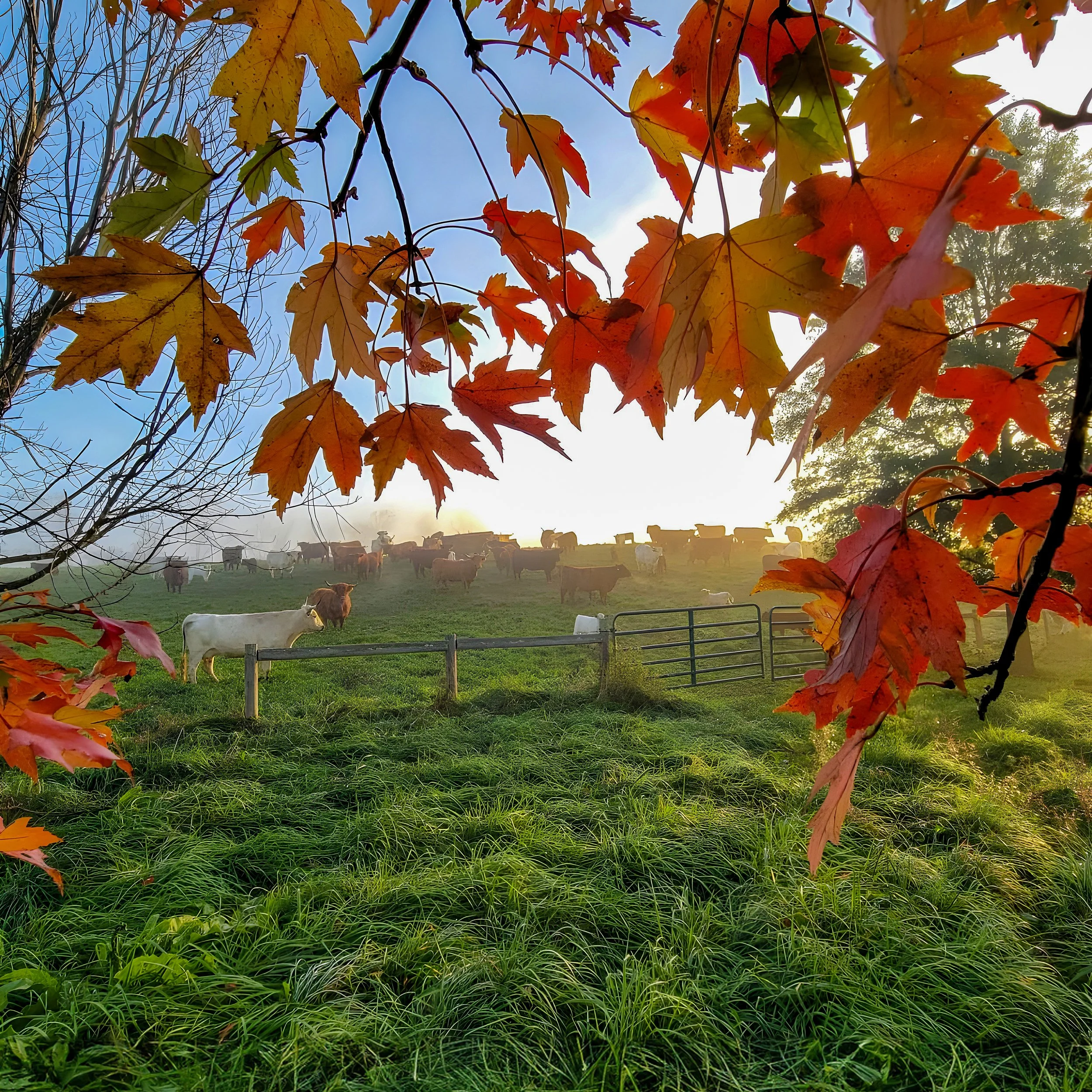 Come explore Ayrshire Farm this fall