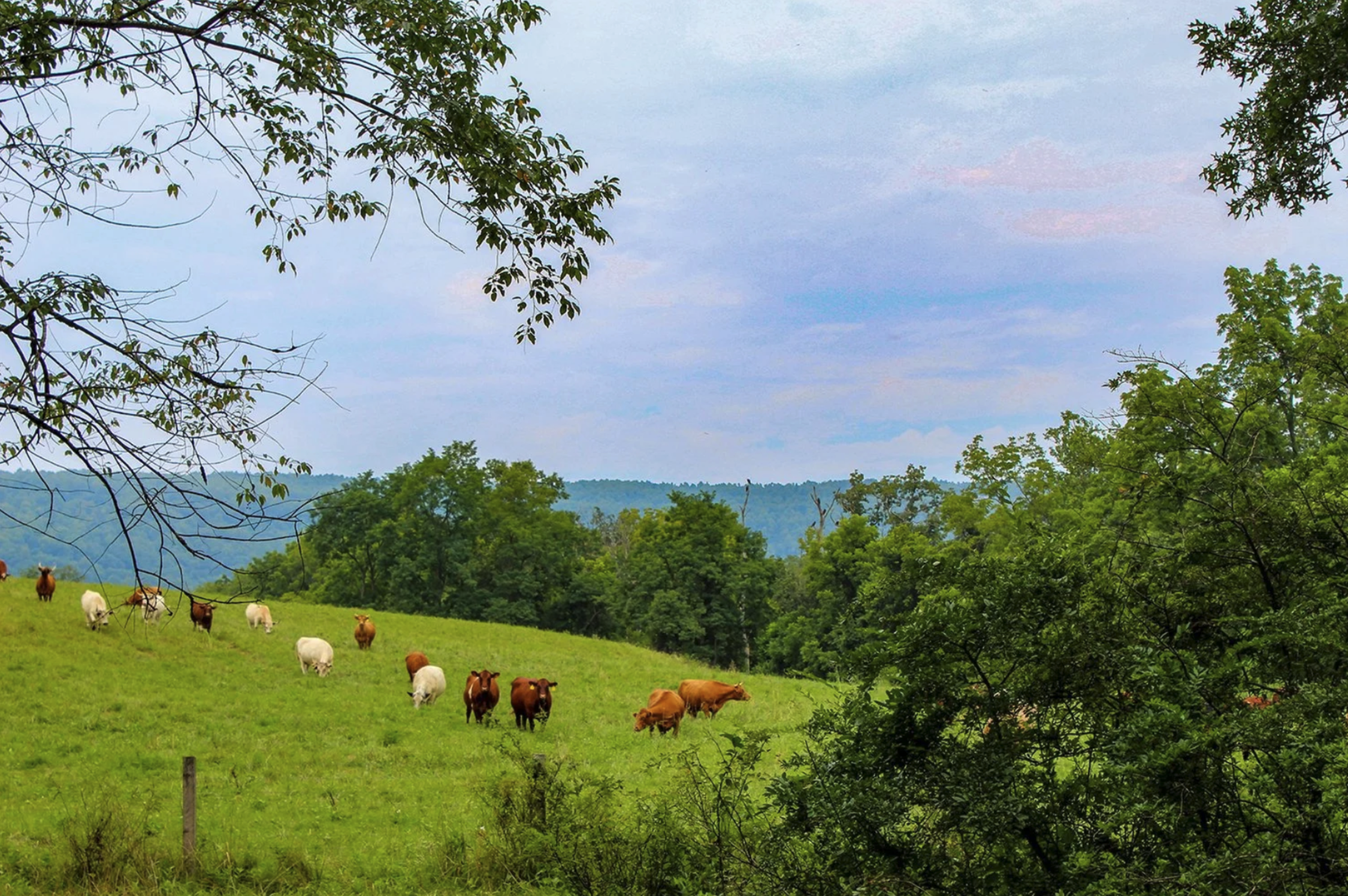What I found when I stepped into life at Ayrshire Farm