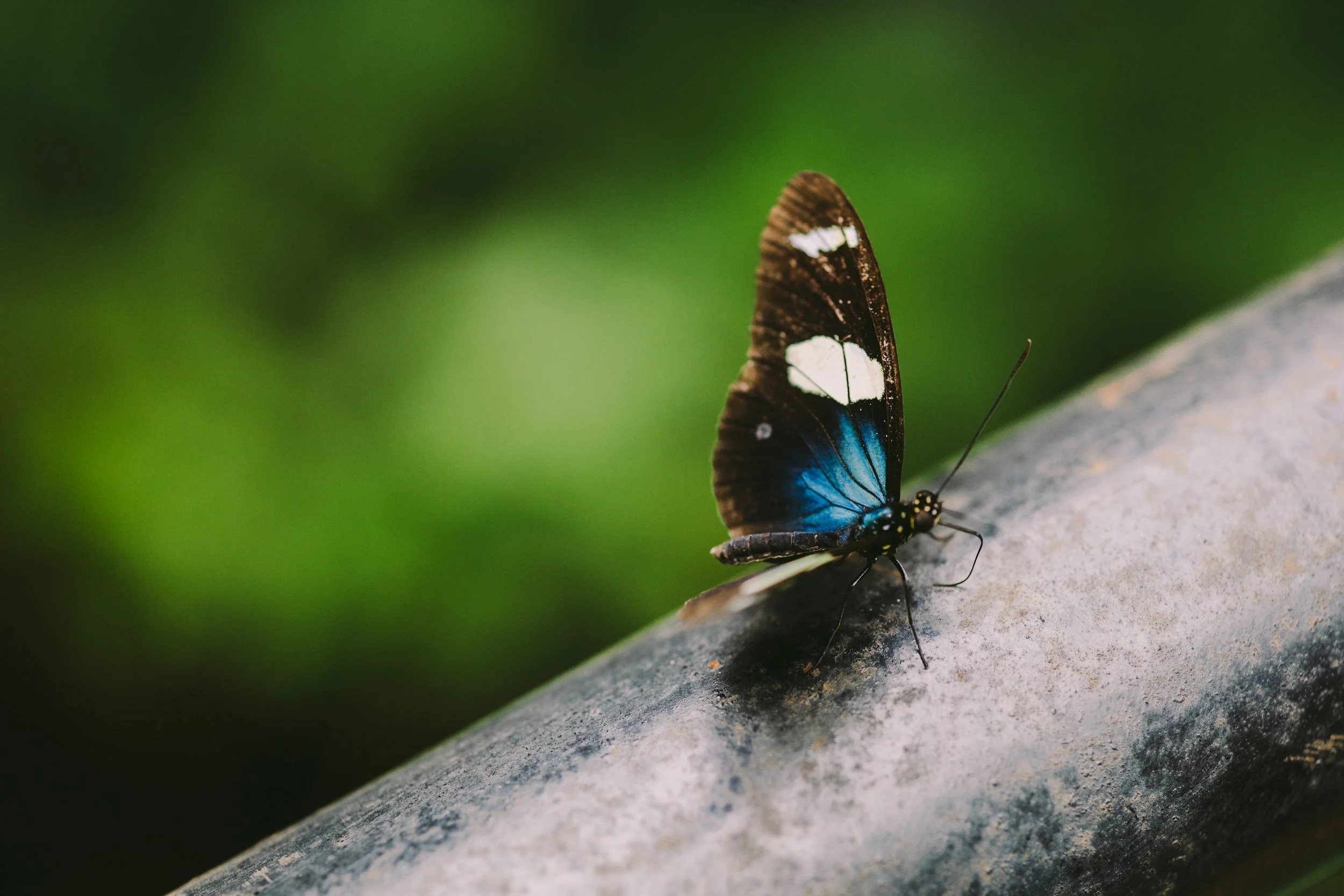 A close-up of a butterfly perched on a rock with a blurred green background.