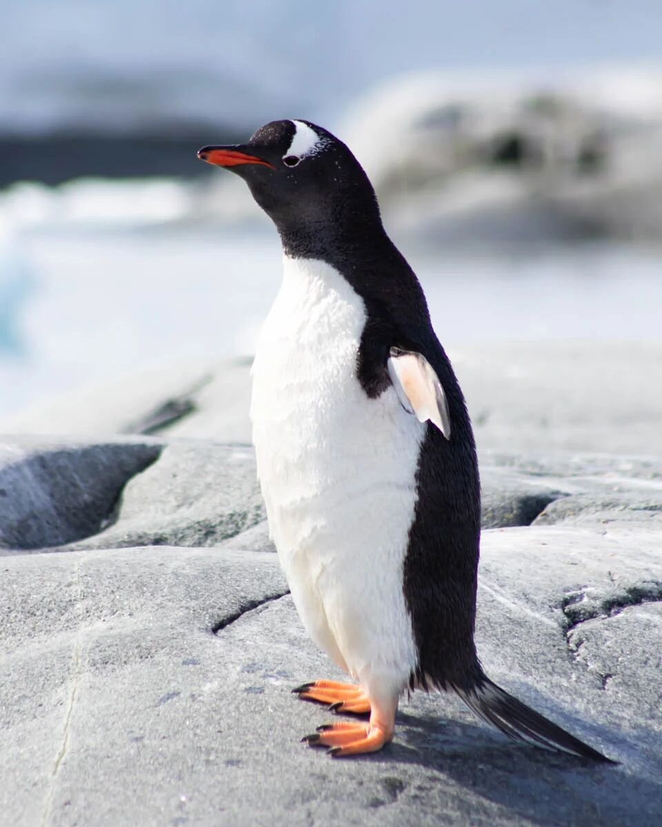 The Gentoo penguin is one of the three penguin species I saw on the Antarctic Peninsula. They are the fastest of all penguins reaching swimming speeds for 36 km/h! Their fast swimming speed is important to escape predators like leopard seals and  Ant