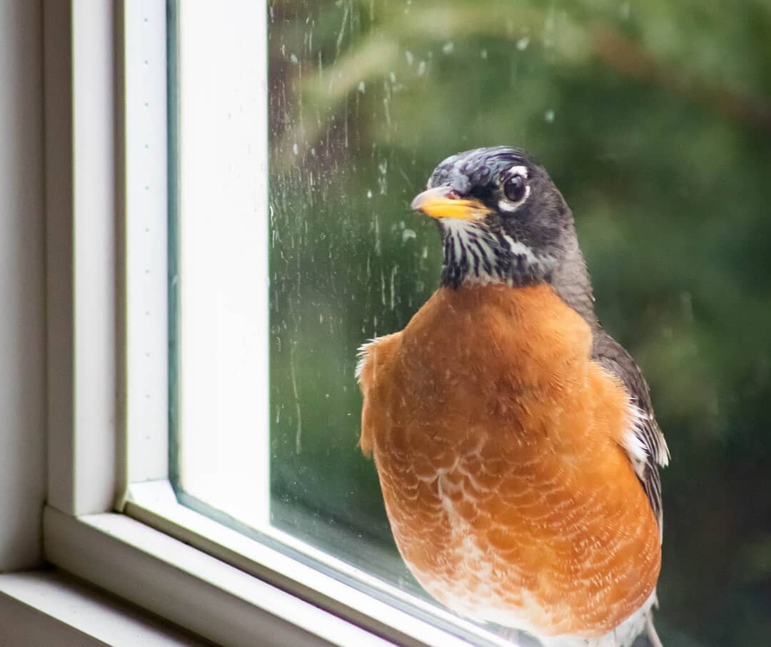 I haven't posted on here in a while because I honestly haven't had the opportunity to get many animal shots. But I quite lile this one of a robin looking in our window. One of the signs that spring is arriving. .... All those marks are from the bird 