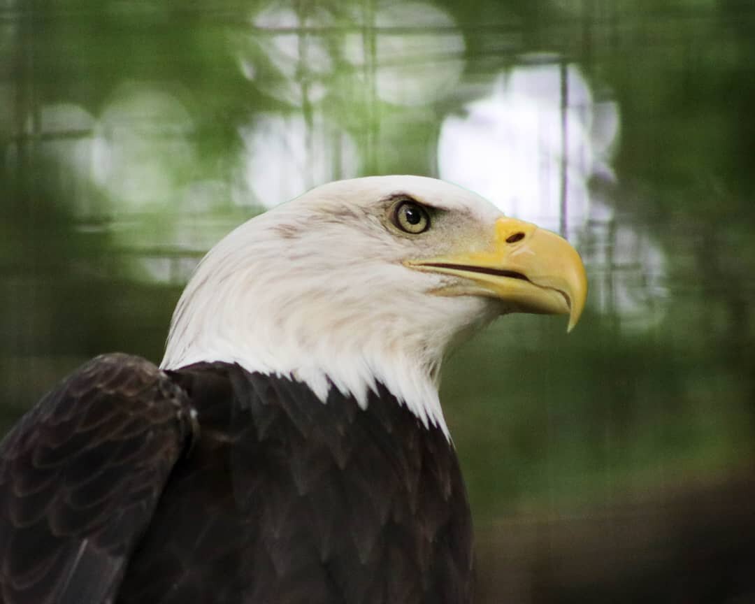 The Bald Eagle is a North American bird, found near large bodies of water, especially on canadian coats. These birds of prey eat mainly fish but also other mammals and birds. 
I have seen one carring a fish at the Cape Breton coseway, some soaring ab