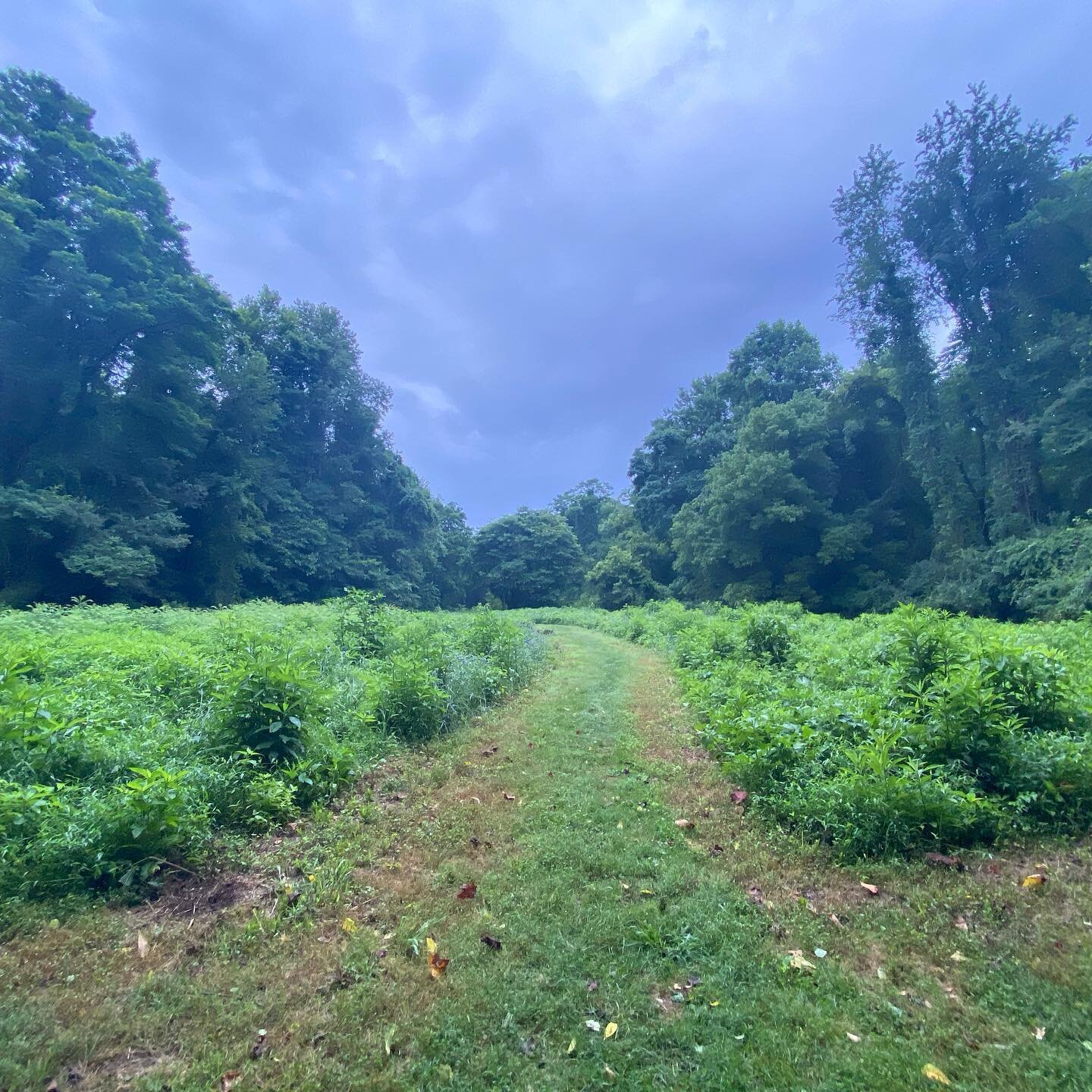 Misty Morning Hikes with Self-Similar 

#naturephotography #getaway #hike #morningwalk #peaceofmind