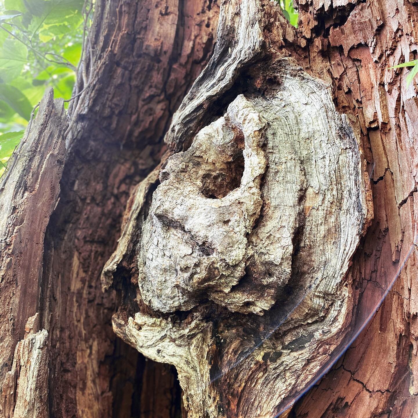 Skull-Similar tree 

At least we can still enjoy walks in the woods!

#skulls #treeface #spirit #naturephotography