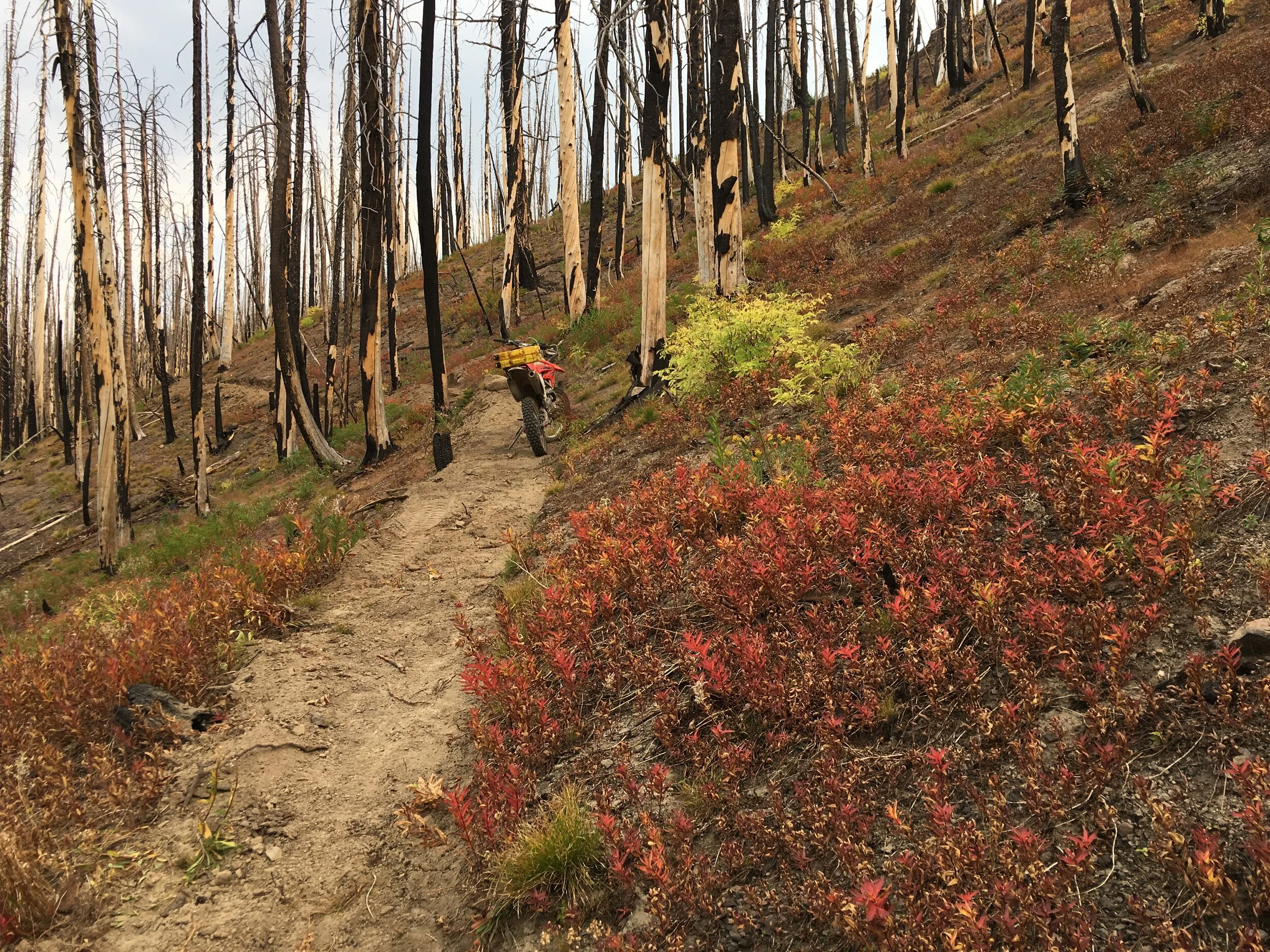 Alden Gulch CRF450 with foliage 