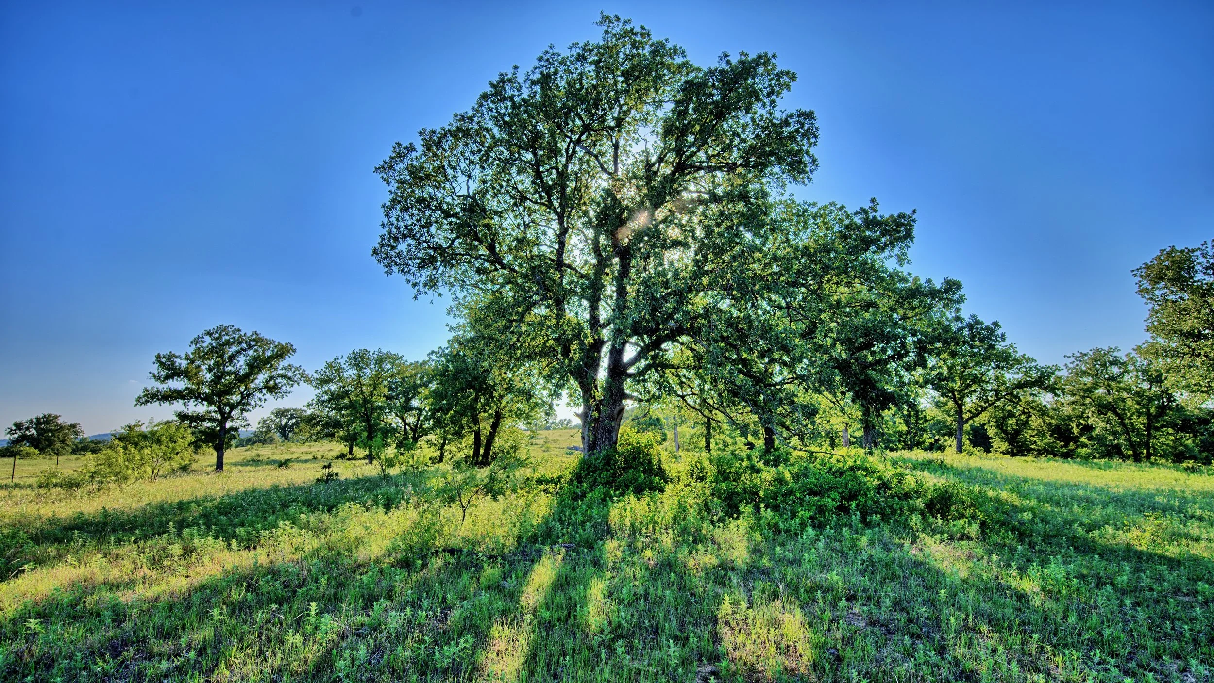 Beal Ranch - 11.jpeg