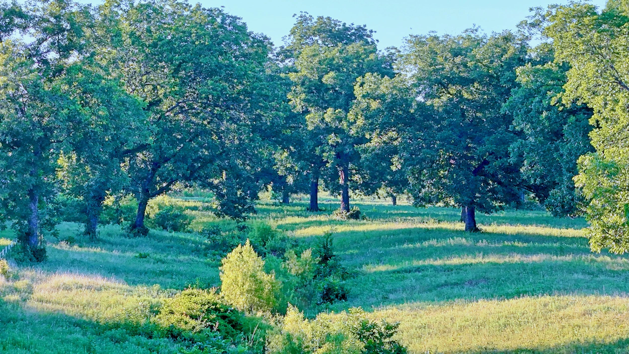 Beal Ranch - 8.jpeg