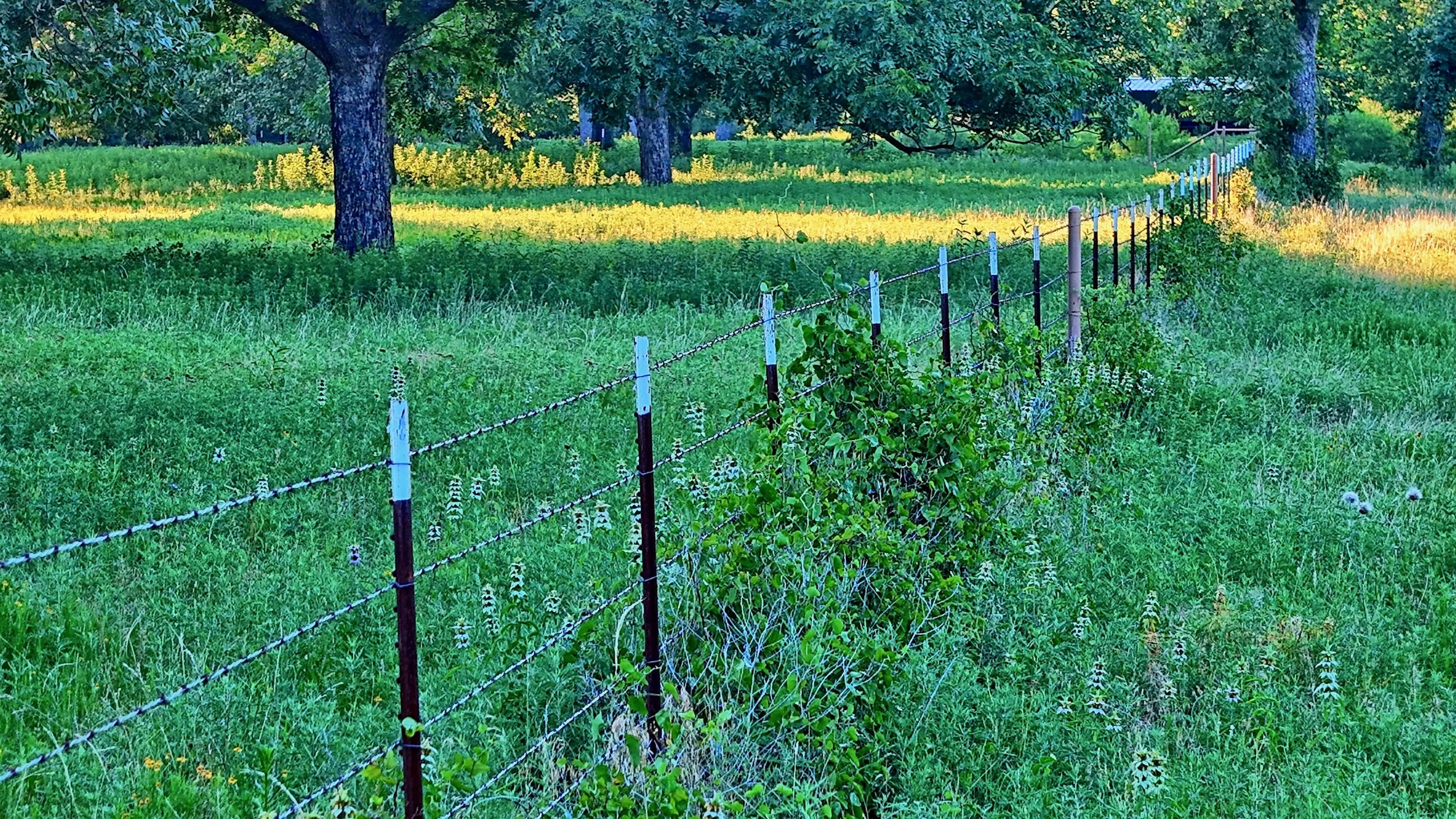 Beal Ranch - 14.jpeg