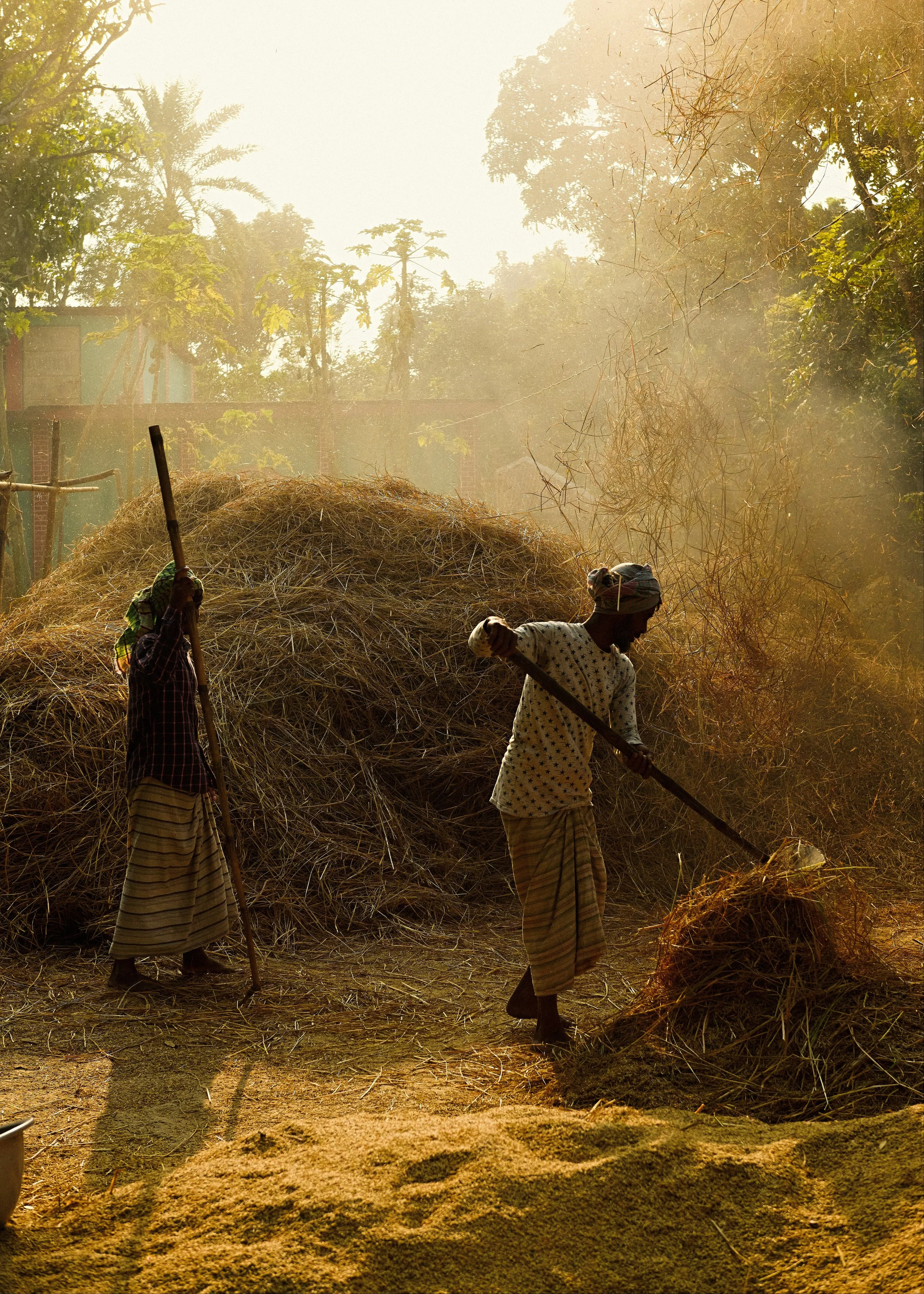 Rice_040.jpg
