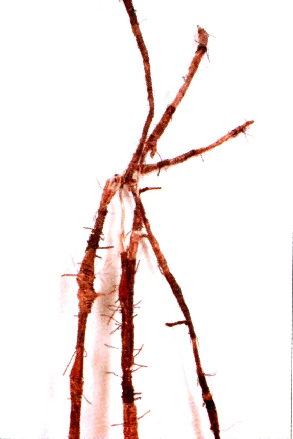  hilo de cobre   200x50x100 cm  