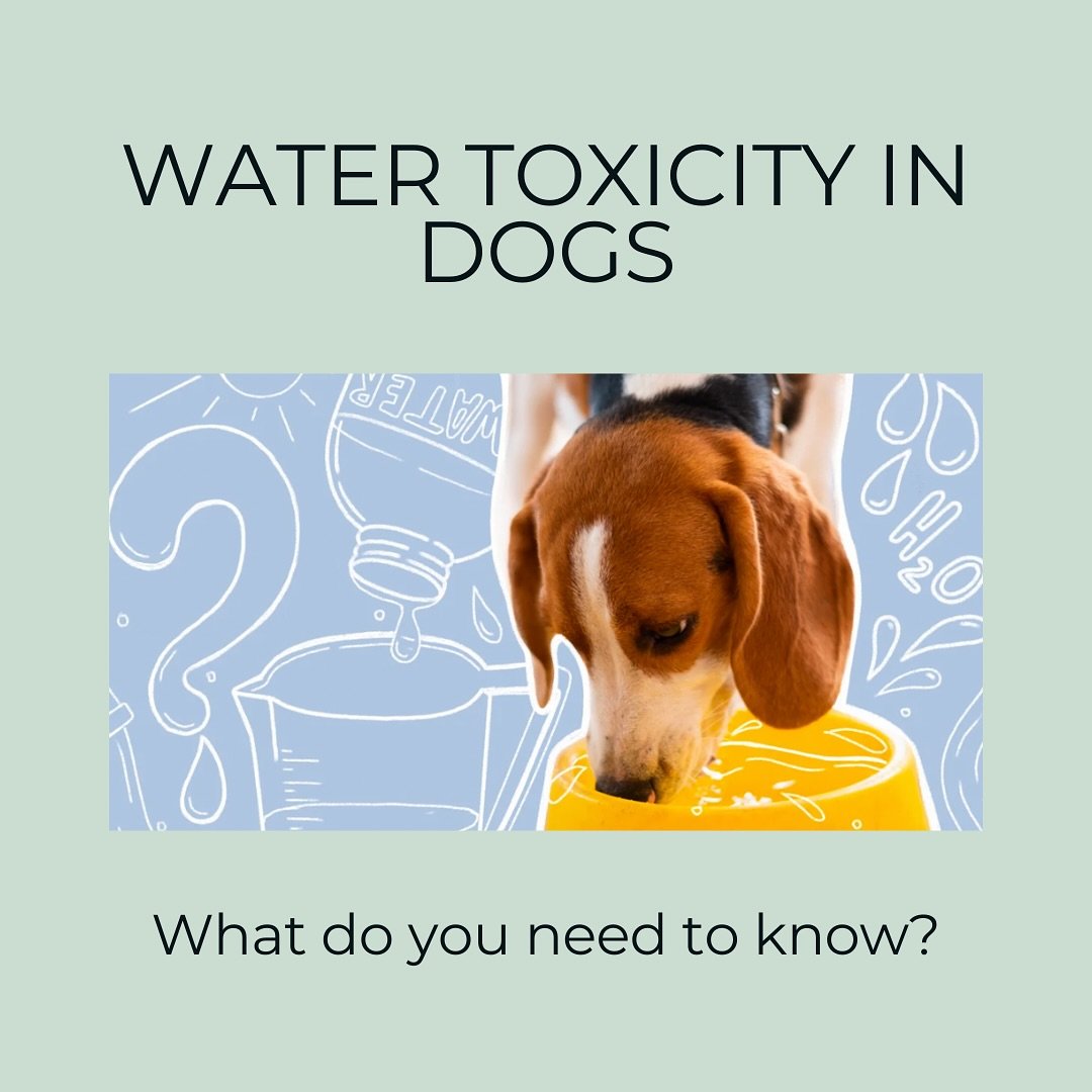 It&rsquo;s summer and temps are rising! Water activities are a great way to keep cool, as long as you monitor any potential risks. Here are some tips to help you and your dog stay safe and enjoying the sunshine!