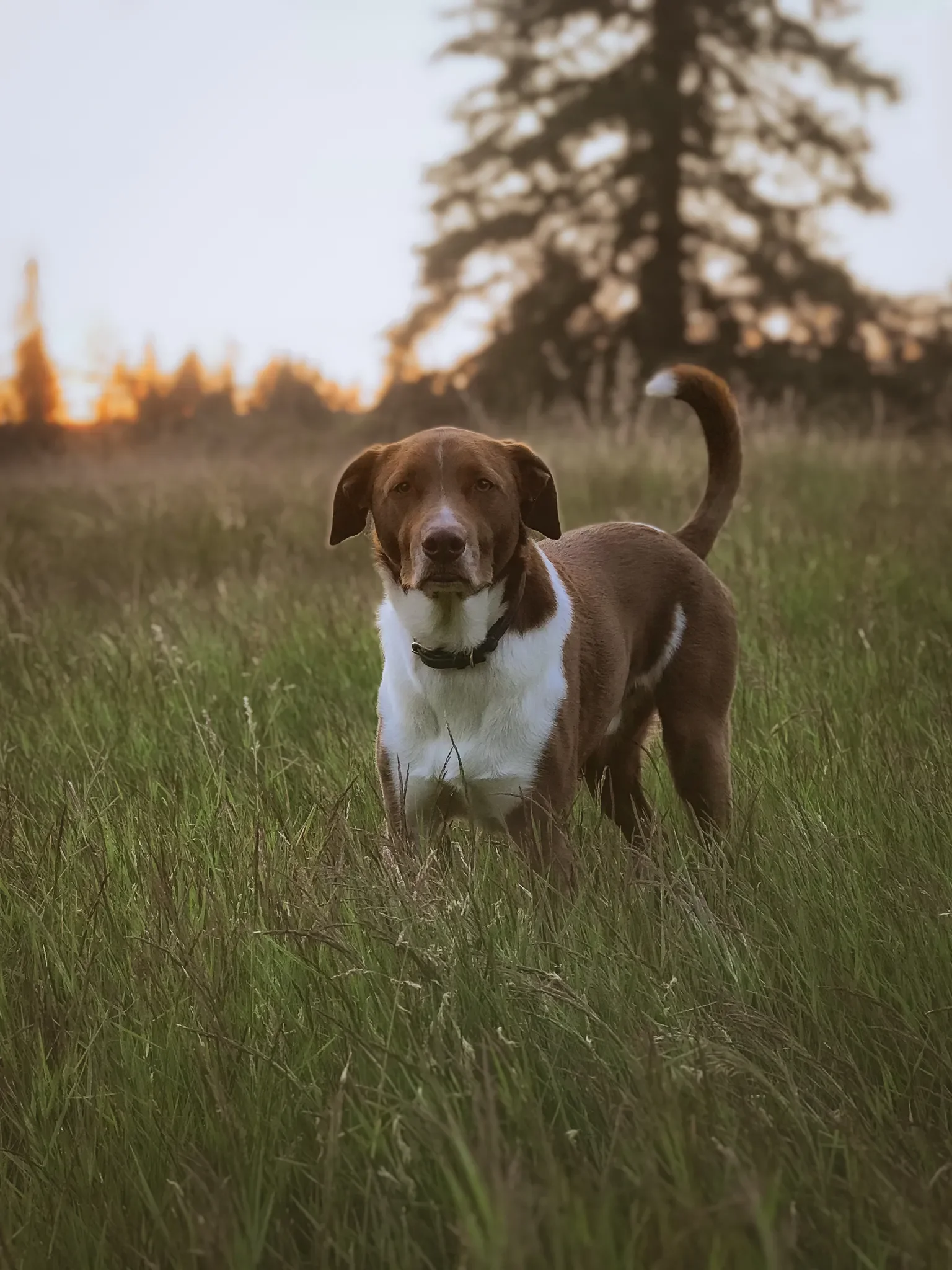 Brown and white dog standing calmly in tall grass at sunset, representing balanced dog training and reliable obedience.