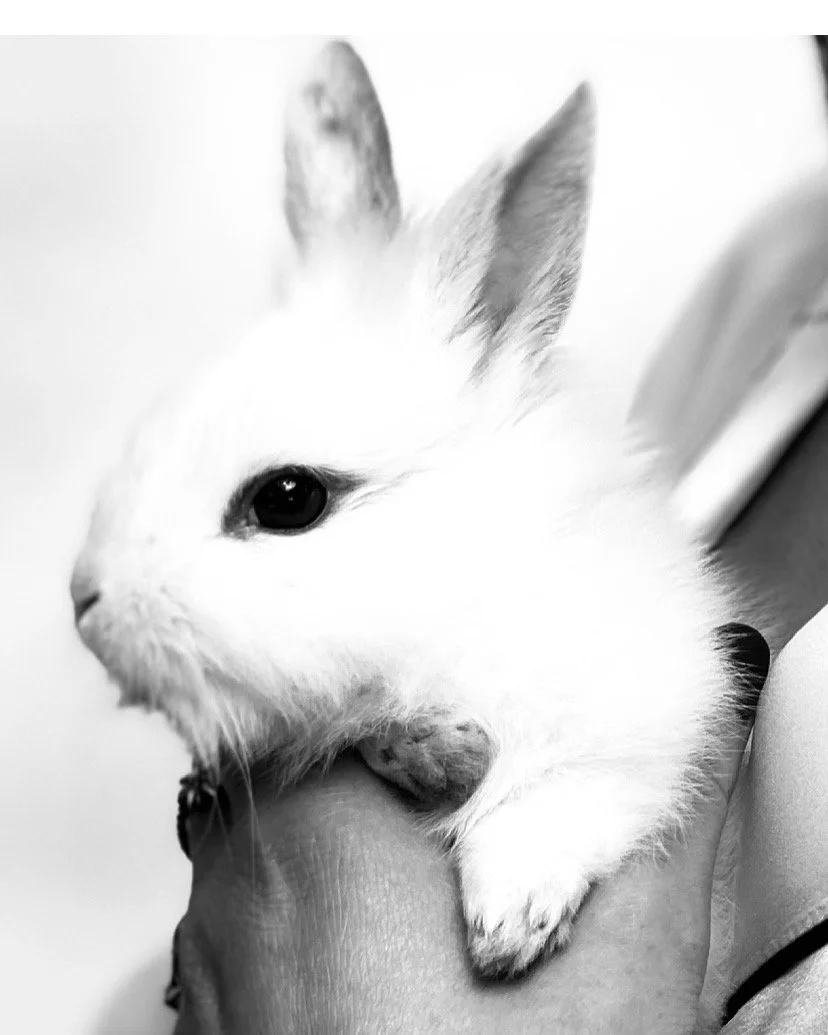 LAPIN BLANC