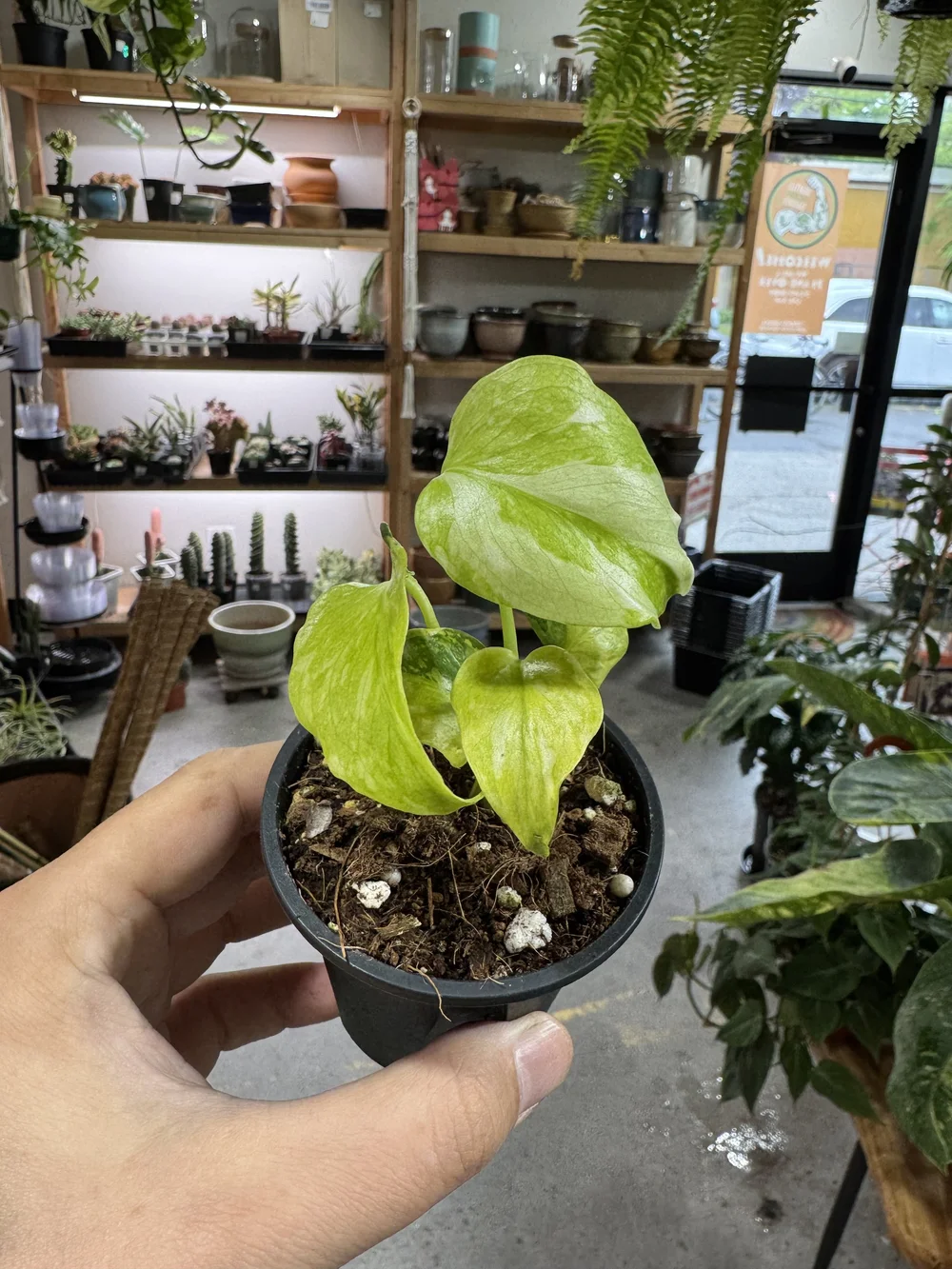 Monstera Electrolyte — Seattle Plant Daddy