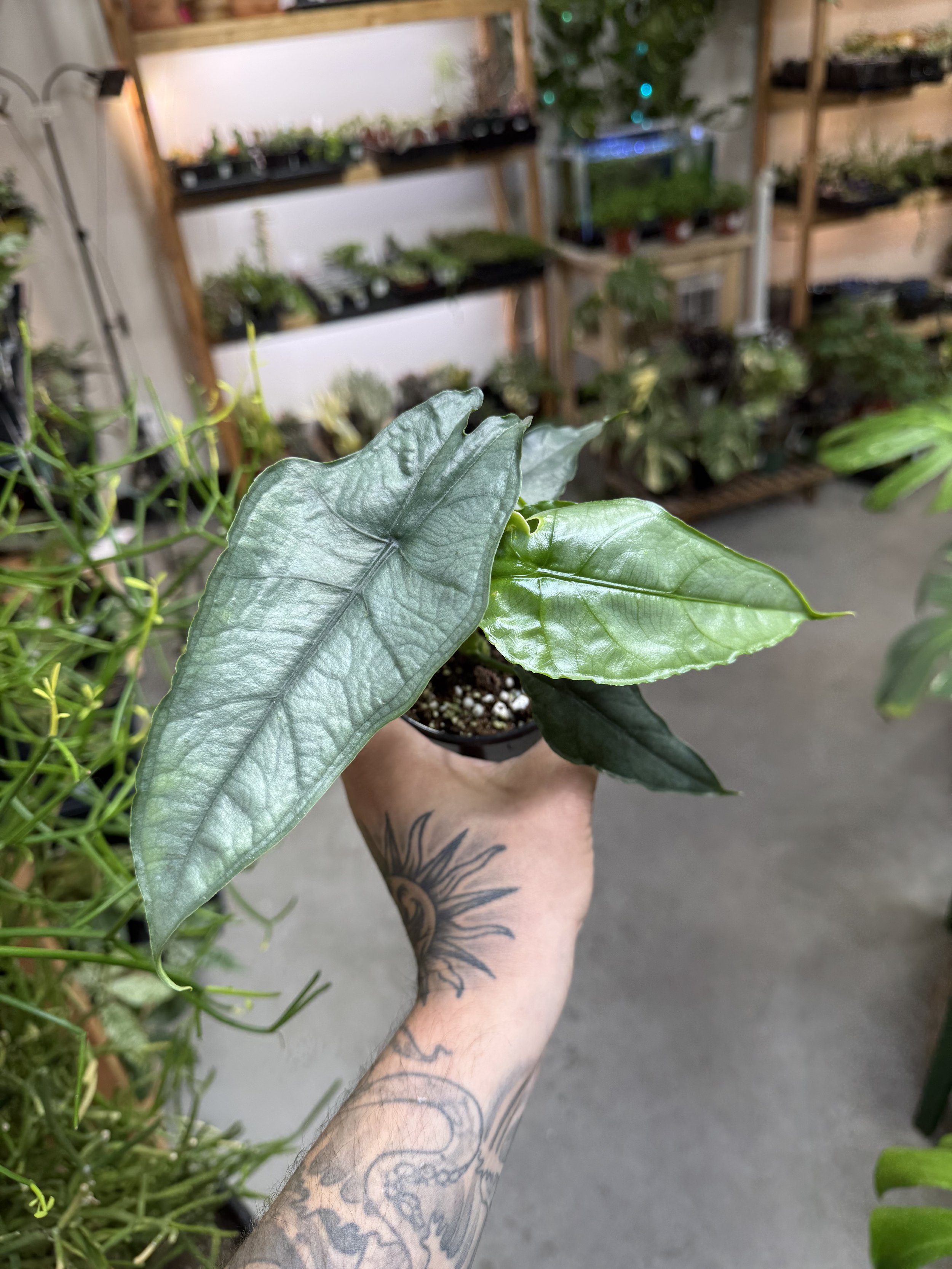 Alocasia Heterophylla 'Dragon's Breath'