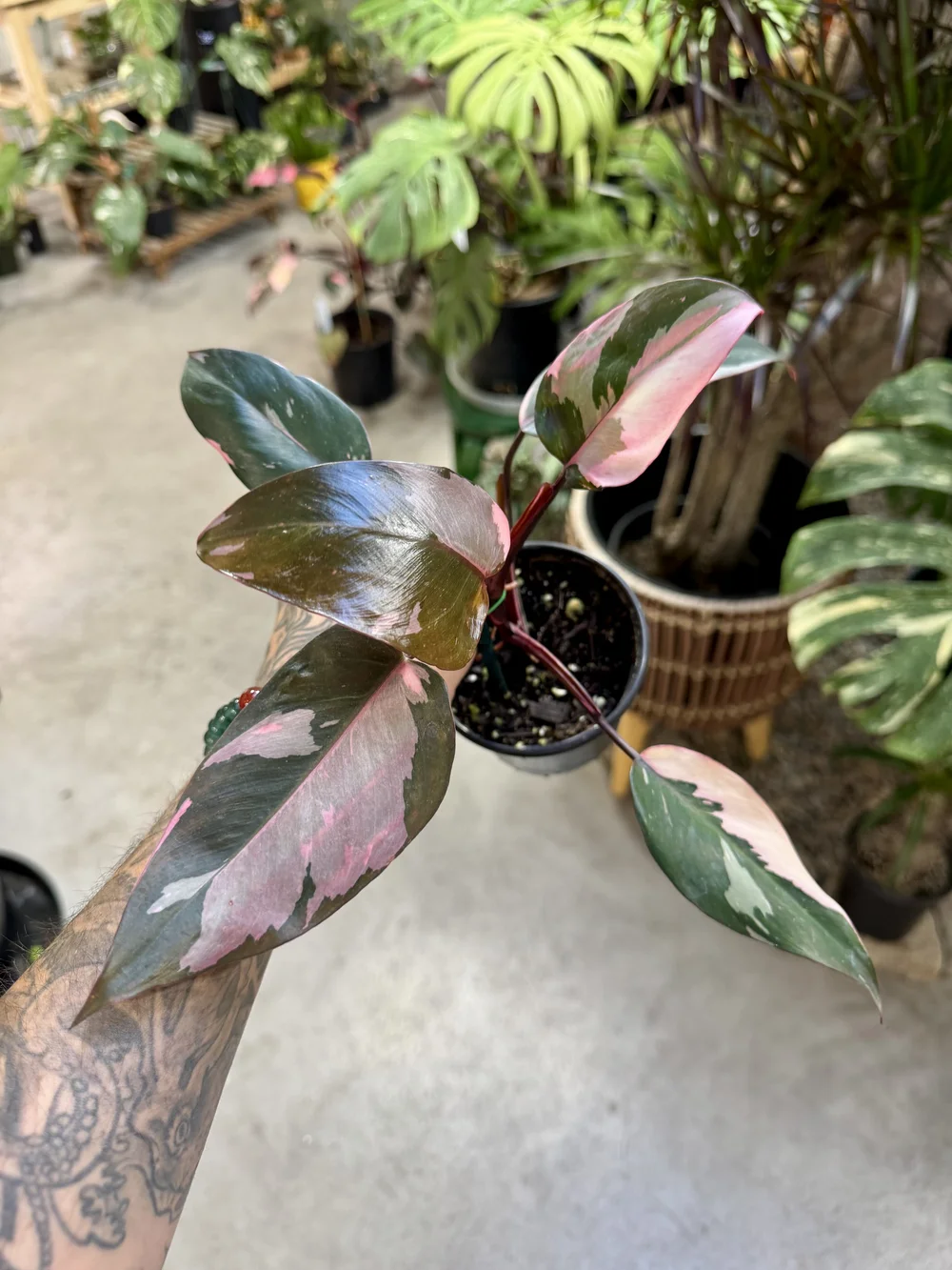 Philodendron Pink Princess  Seattle Plant Daddy