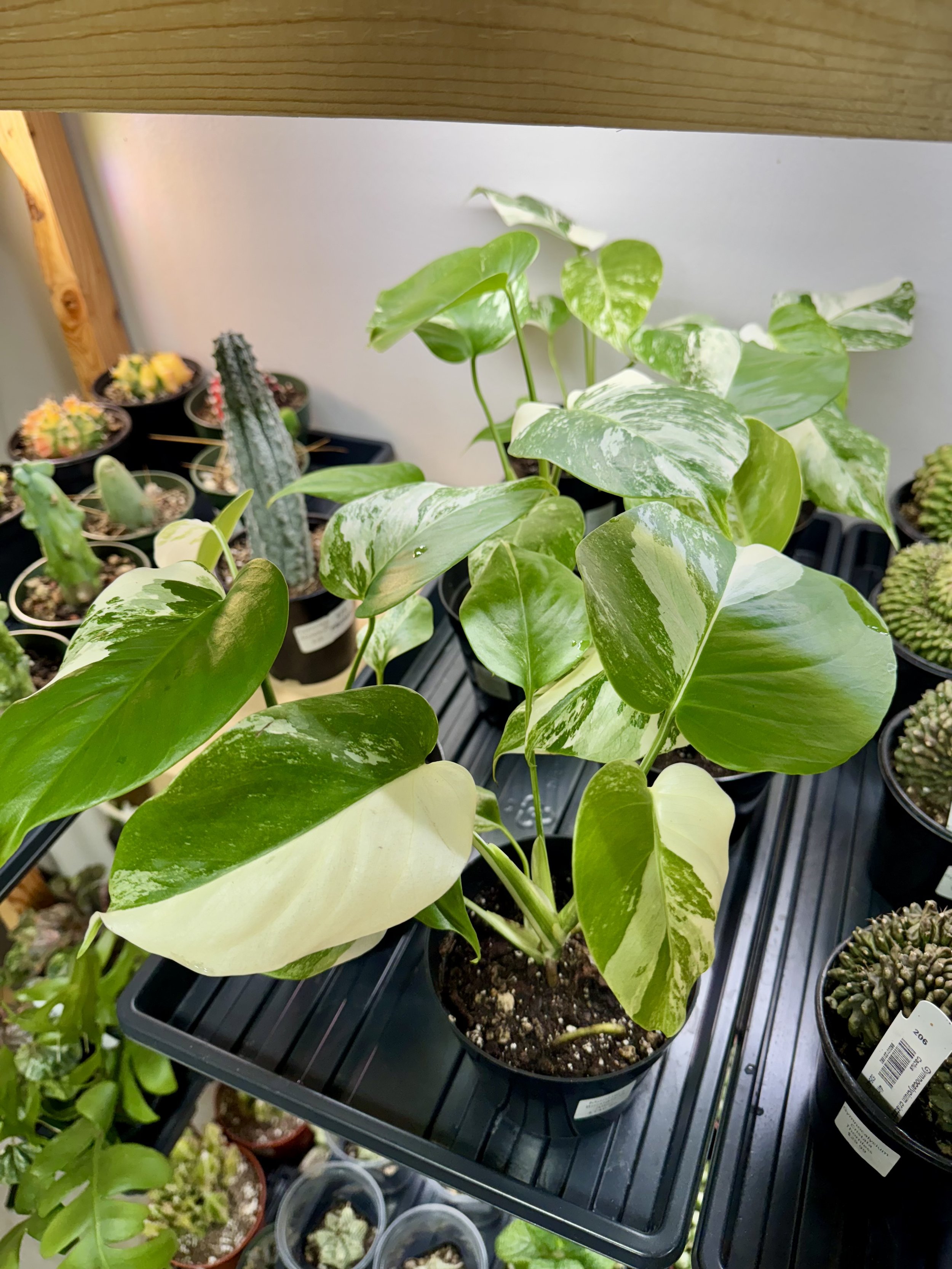 Monstera Deliciosa Borsigiana Albo