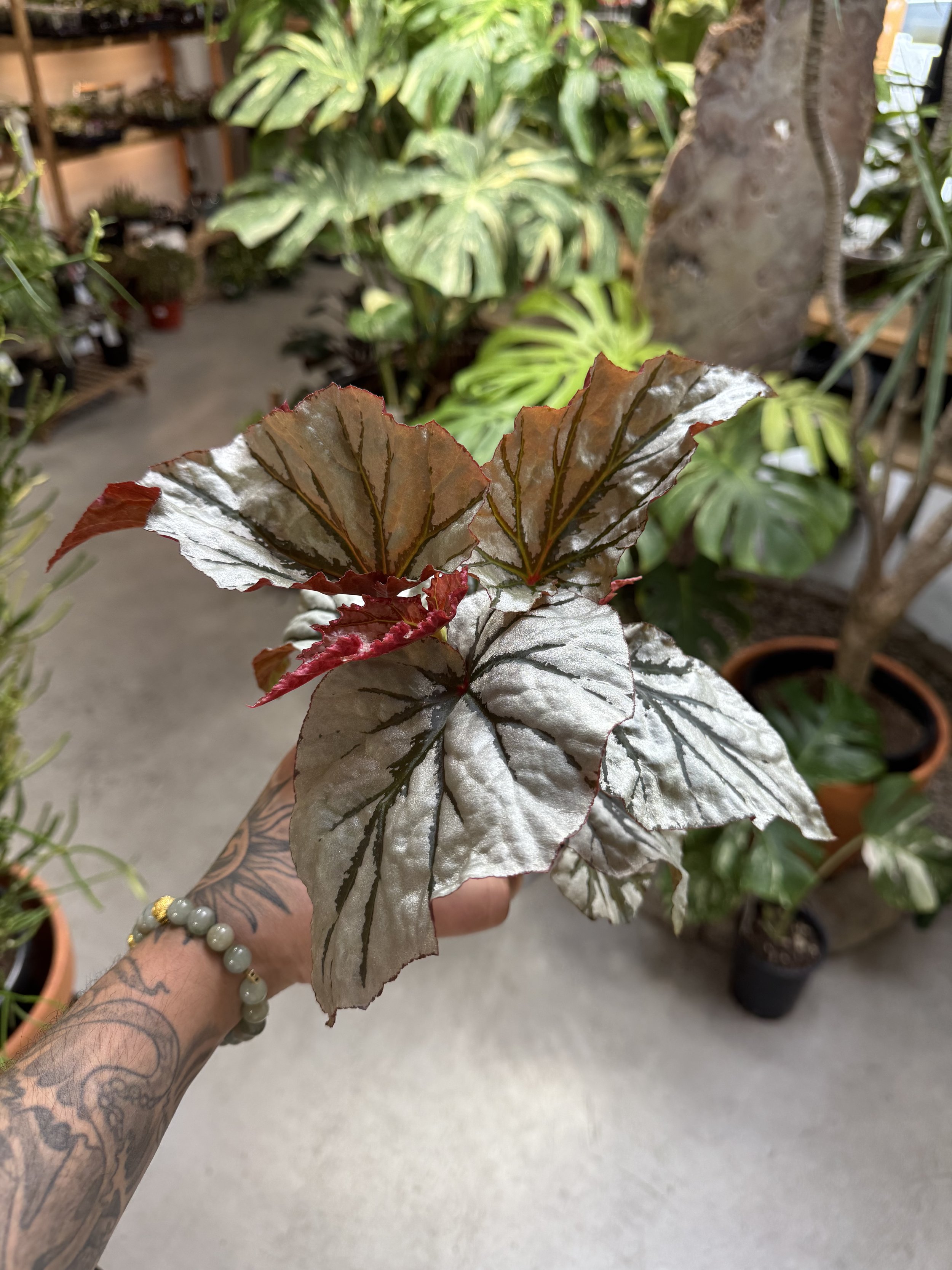 Begonia Looking Glass