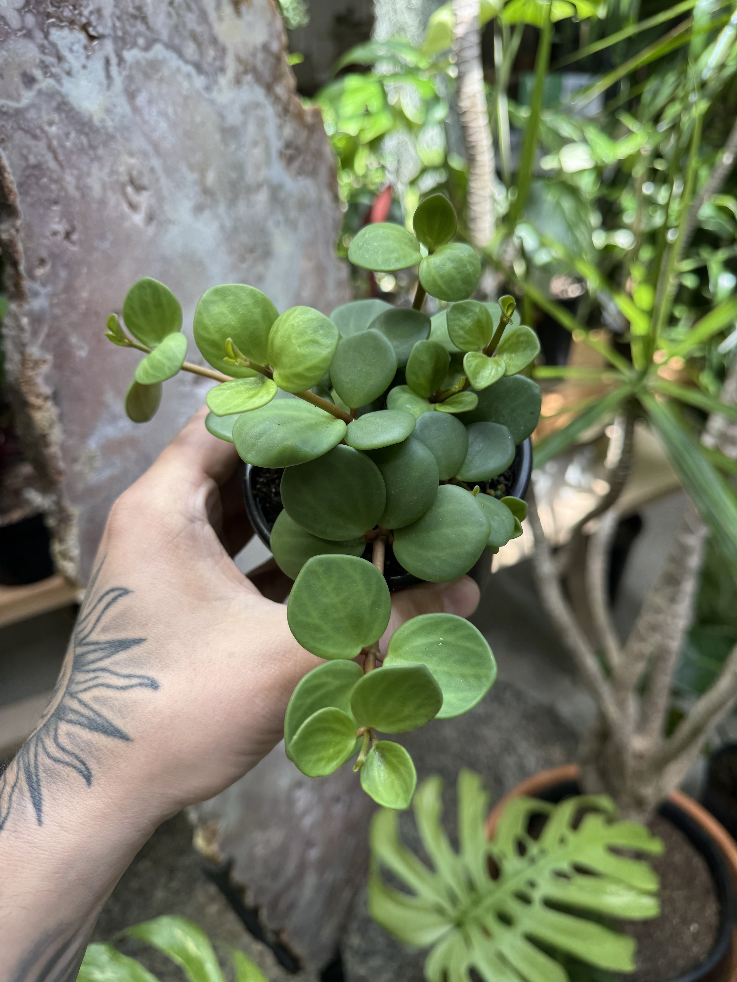 Peperomia Hope
