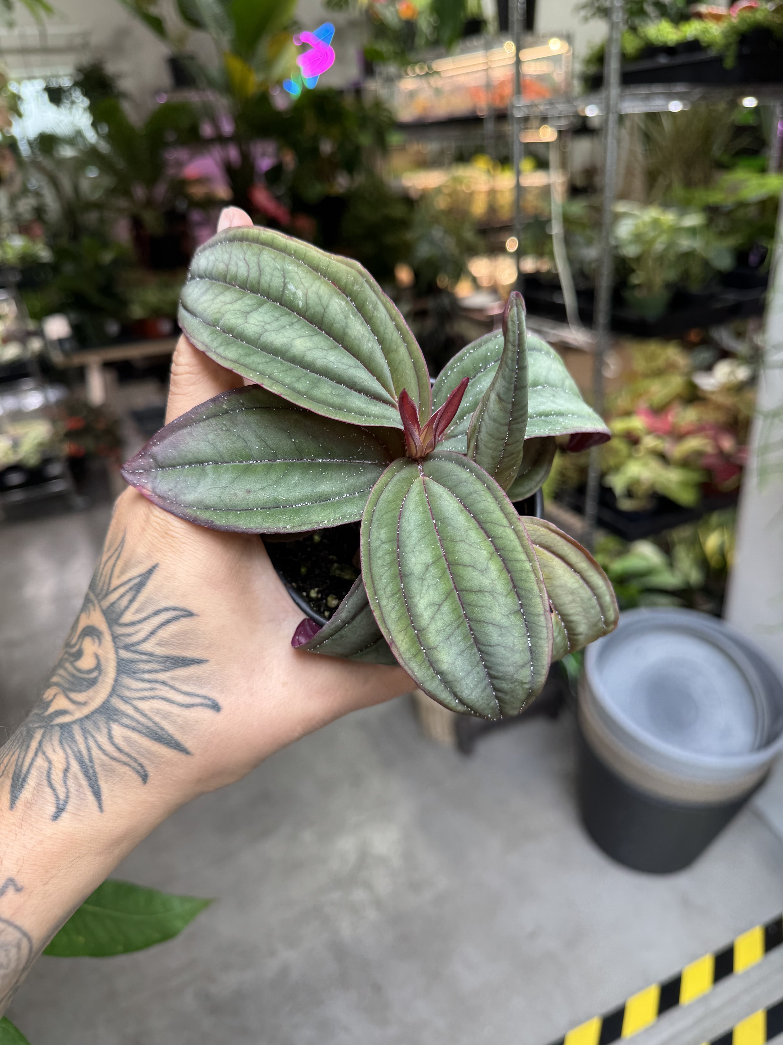 Medinilla Gregori Hambali