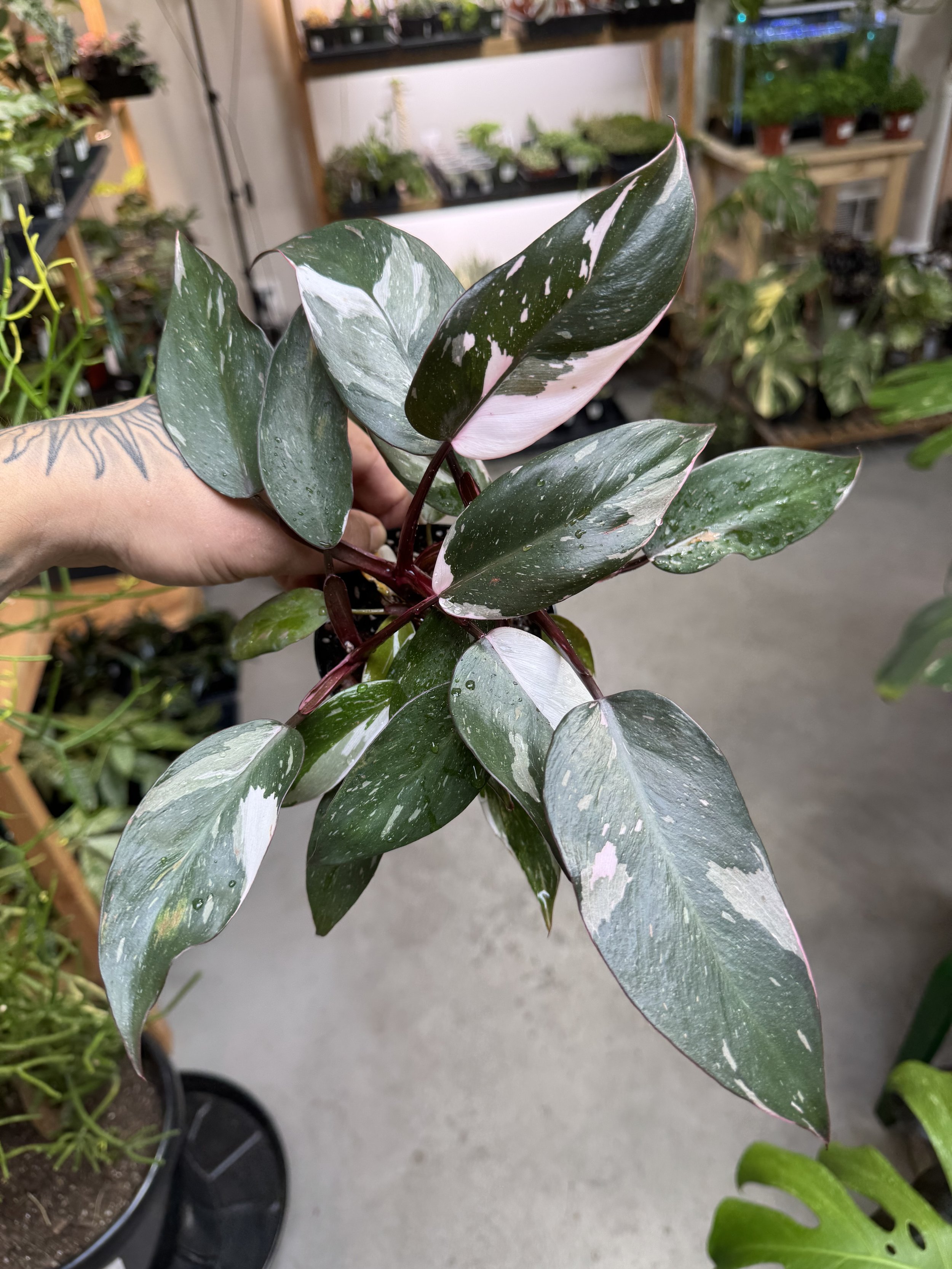 Philodendron Red Anderson 'Pink Knight'