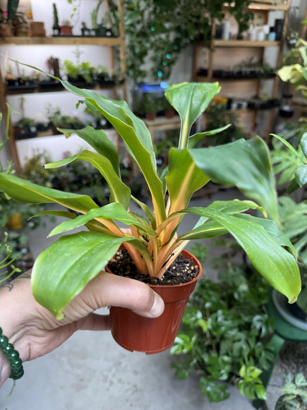 Chlorophytum Orange Mandarin  Seattle Plant Daddy