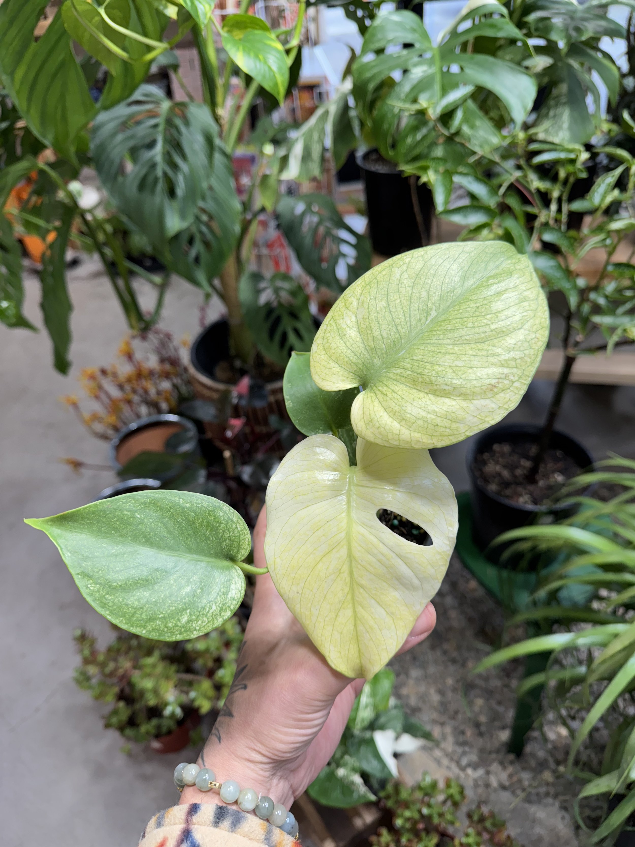 Monstera Deliciosa Mint Variegated