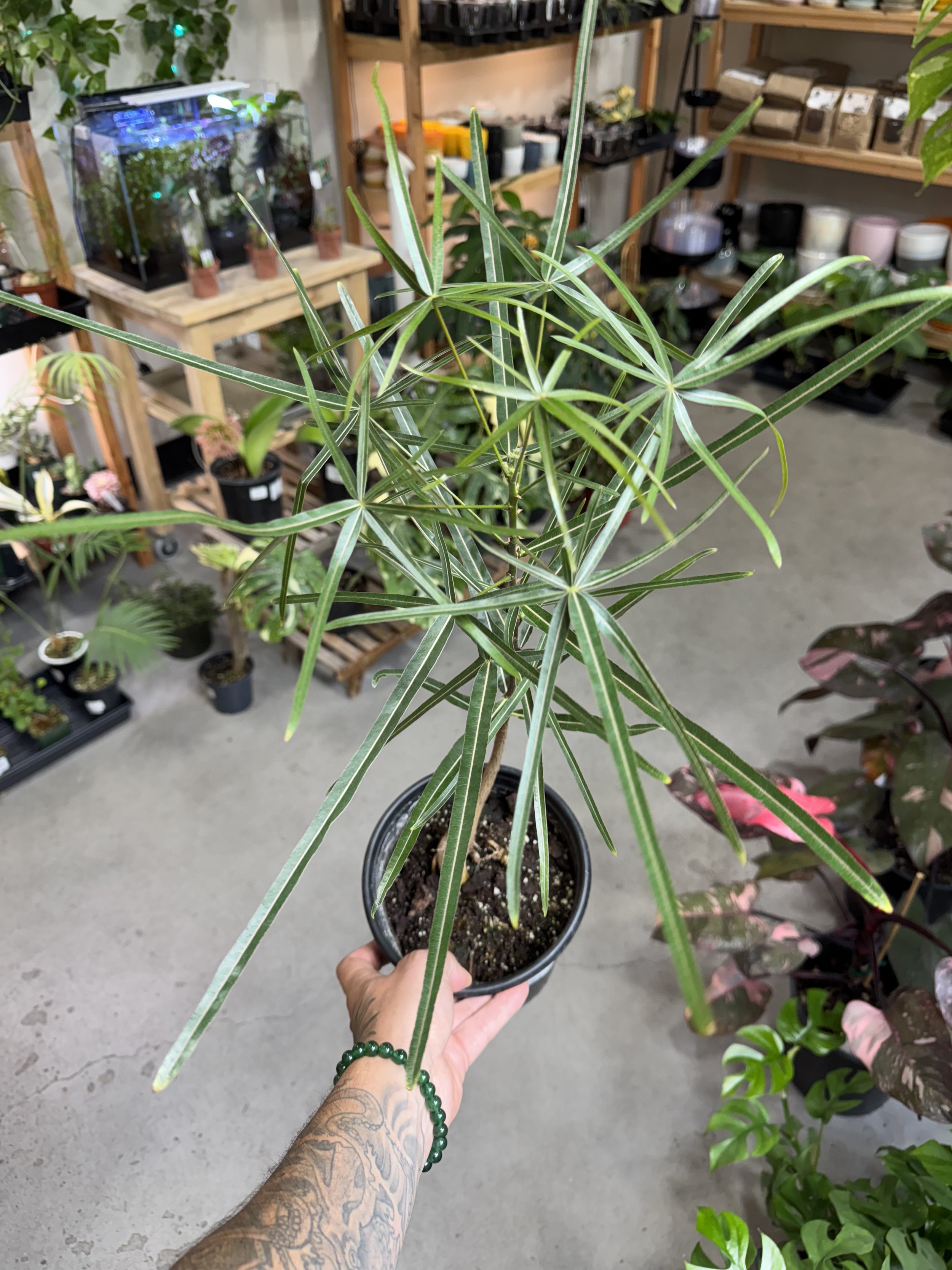 Brachychiton Rupestris