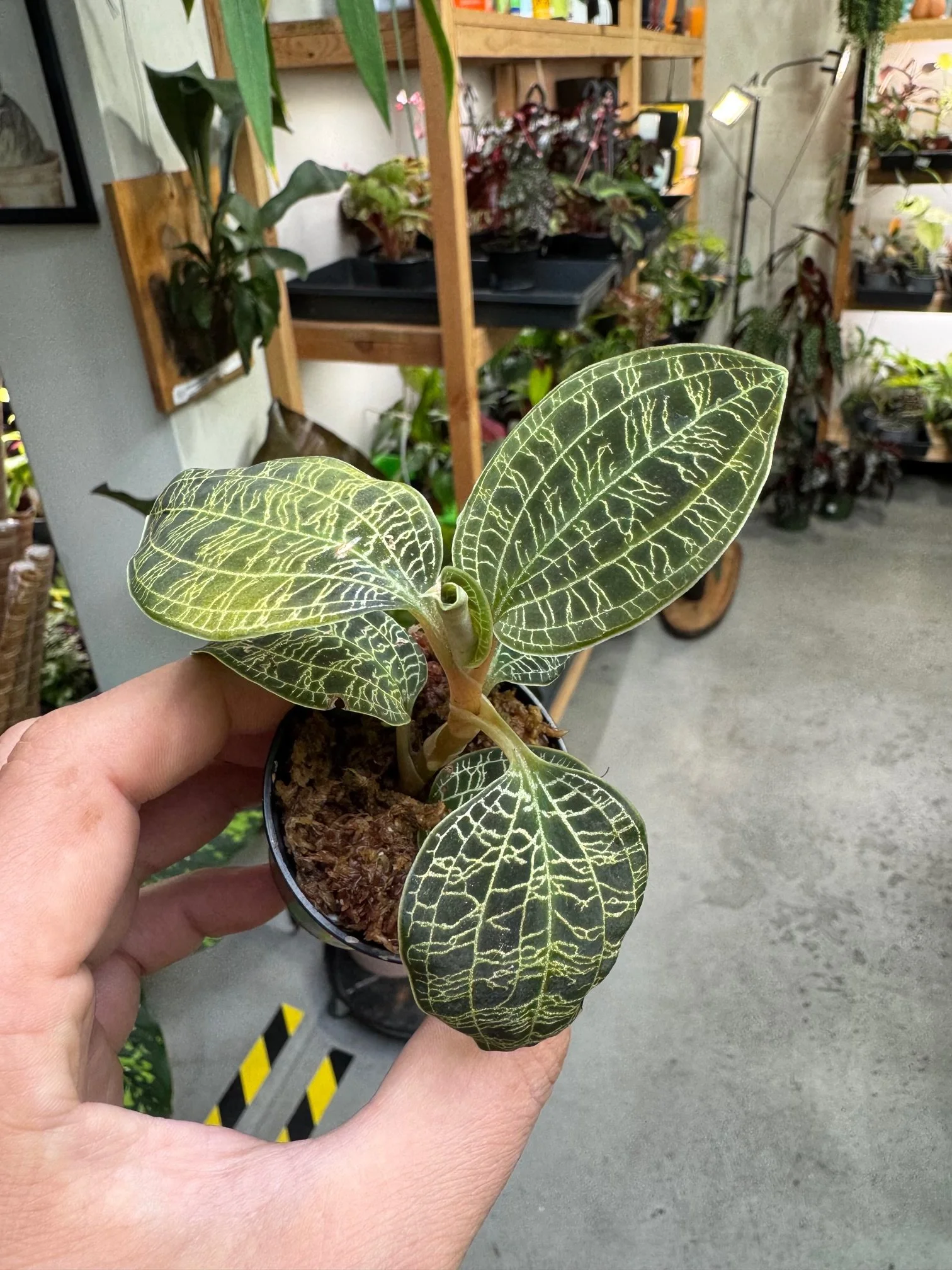 Macodes Petola Lightning Bolt